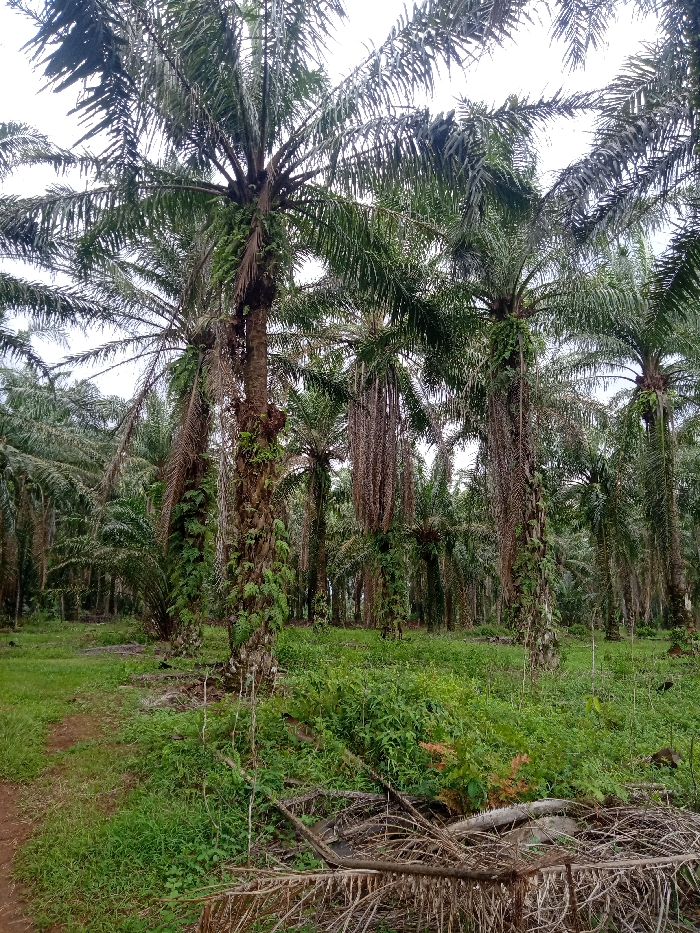 This vertical full shot depicts a dense palm oil plantation in Selagai Lingga, Indonesia. The scene is dominated by numerous tall palm trees that extend from the foreground into the background, creating a seemingly endless canopy. The palm trees have thick, textured trunks, many of which are adorned with lush green epiphytic plants, possibly ferns or vines, growing along their surfaces. Their large fronds, a mix of vibrant green and some drier, lighter brown ones, reach upwards and outwards, with some older, dried fronds hanging down towards the ground.
The ground beneath the trees is covered with a thick layer of green grass and various undergrowth. In the foreground, particularly towards the bottom right, there is an accumulation of fallen, dried palm fronds and other plant debris. A narrow, reddish-brown dirt path is visible on the far left side of the image, curving gently as it recedes into the distance between the rows of trees.
The lighting is bright and diffused, suggesting either an overcast day or perhaps early morning/late afternoon, as there are no harsh shadows. No people or animals are visible in the image, emphasizing the quiet, expansive nature of the plantation. The overall impression is one of a productive, tropical agricultural landscape. There is no visible text present in the image.