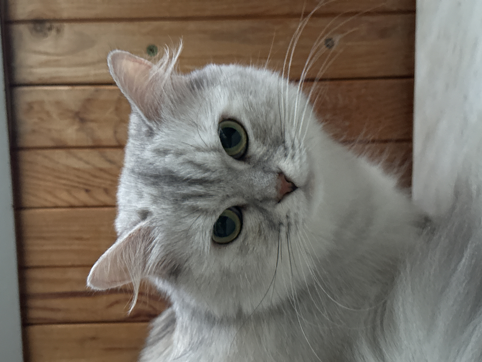 This is a close-up, eye-level, portrait-style photograph of a light gray and white long-haired cat. The cat is positioned in the center of the frame, facing slightly to the left, with its gaze directed forward. The cat's fur is a mix of light gray and white, with subtle tabby markings visible on its forehead and cheeks. Its eyes are a striking green, and its nose is pink. The background consists of vertically oriented wooden planks, giving the impression of an indoor setting. There are no people or any other animals visible in the image. The lighting is soft and diffused, highlighting the texture of the cat's fur. The image does not contain any information that would allow for its location to be determined in Energetik, Russia.