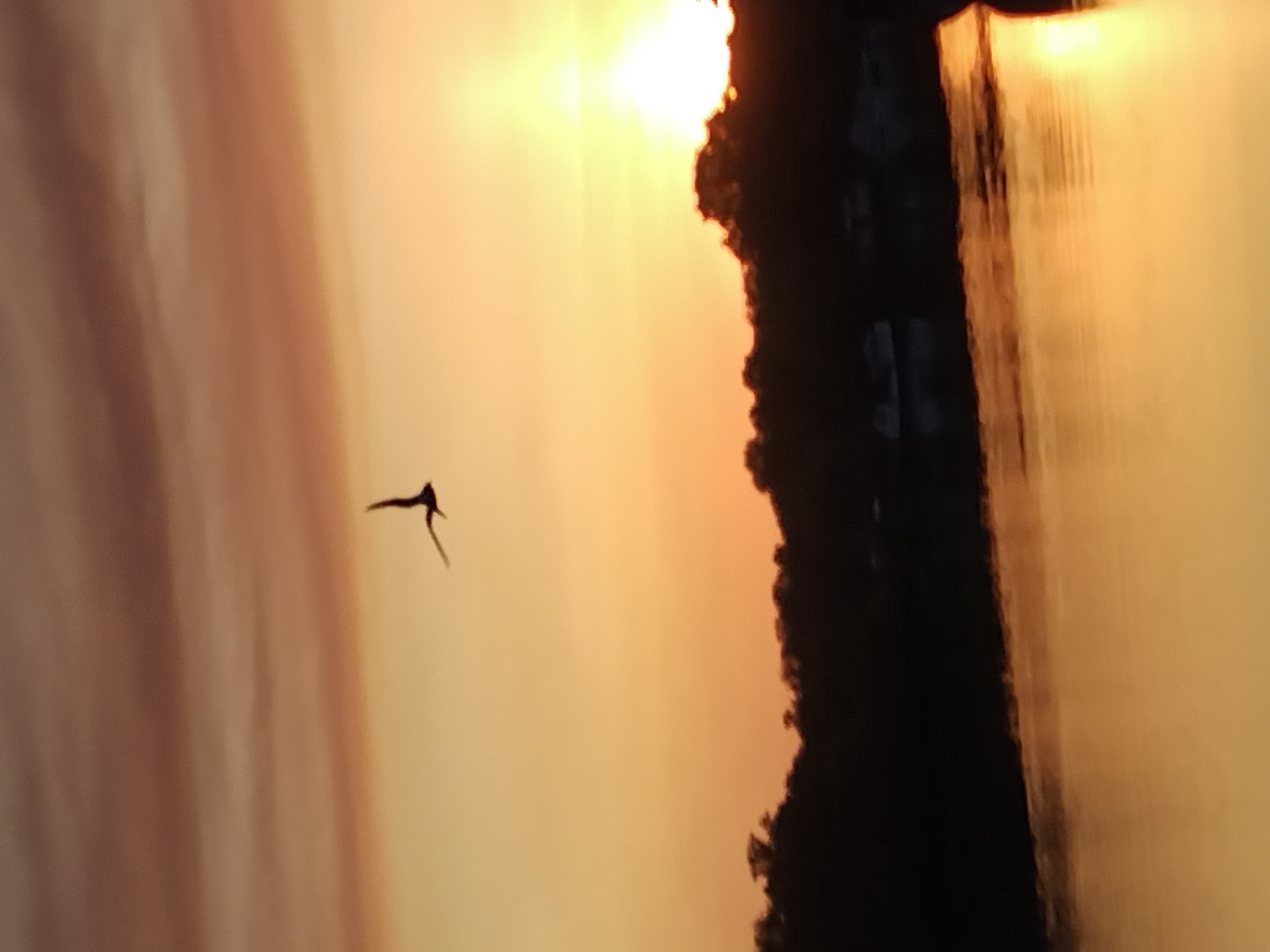 A bird is captured in silhouette mid-flight against a sunset sky. The sky transitions from a warm orange glow near the horizon to muted reddish-brown clouds higher up. Below the sky, a dark, silhouetted treeline forms the background for a body of water reflecting the sunset's colors. The scene is devoid of any discernible urban features, buildings, or people, and no specific location in Kyiv, Ukraine, can be identified from the visual information provided.