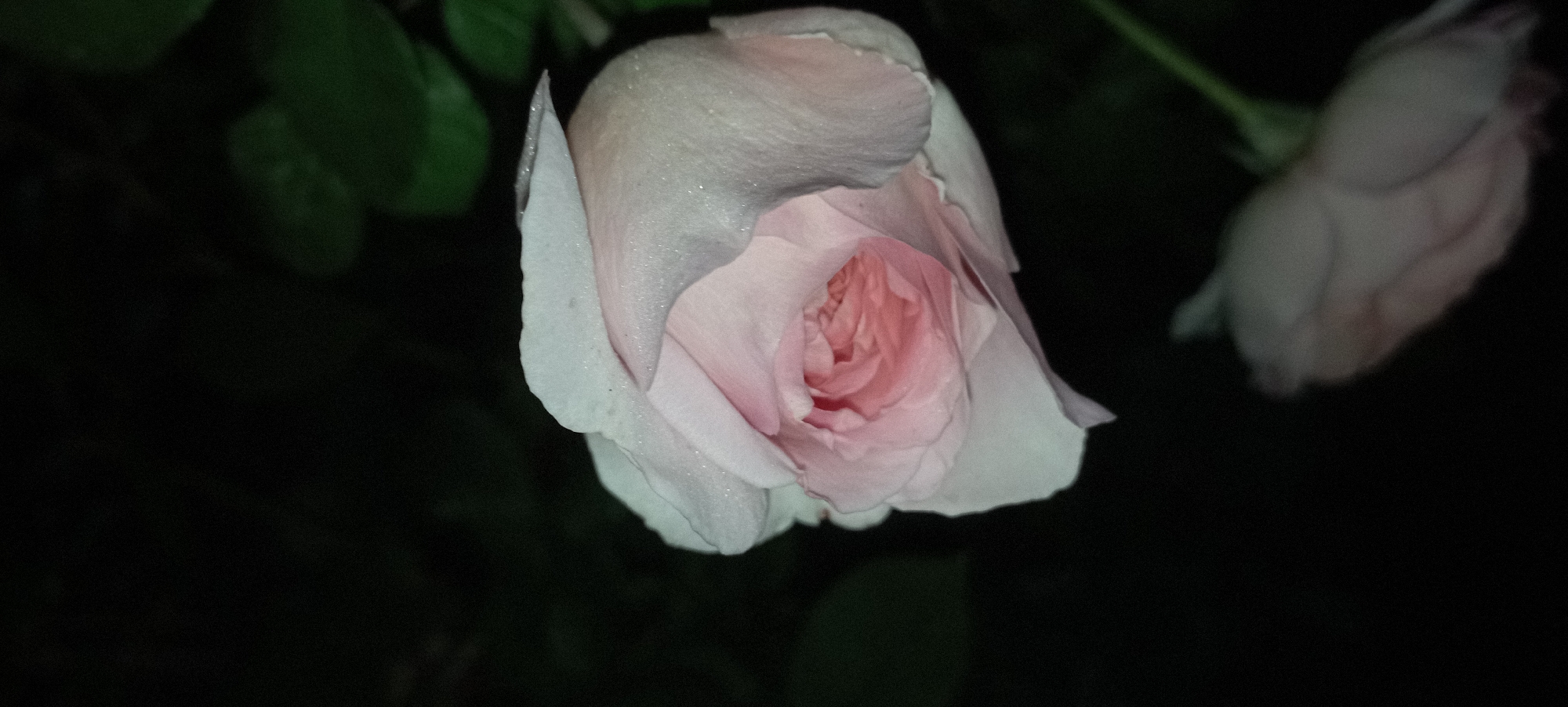The image displays a close-up of a light pink rose in soft focus against a dark, out-of-focus background. The rose is centered in the frame, with its petals unfurling to reveal a tighter swirl at its core. Tiny water droplets are visible on some of the outer petals, giving them a subtle sparkle. The background consists of dark greenery and shadows. In the lower right portion of the image, another rose bud or flower is visible, also out of focus and appearing lighter in color. The overall lighting is dim, suggesting the photograph was taken at night or in low-light conditions. The scene appears to be a natural outdoor setting. There are no people or discernible actions depicted.