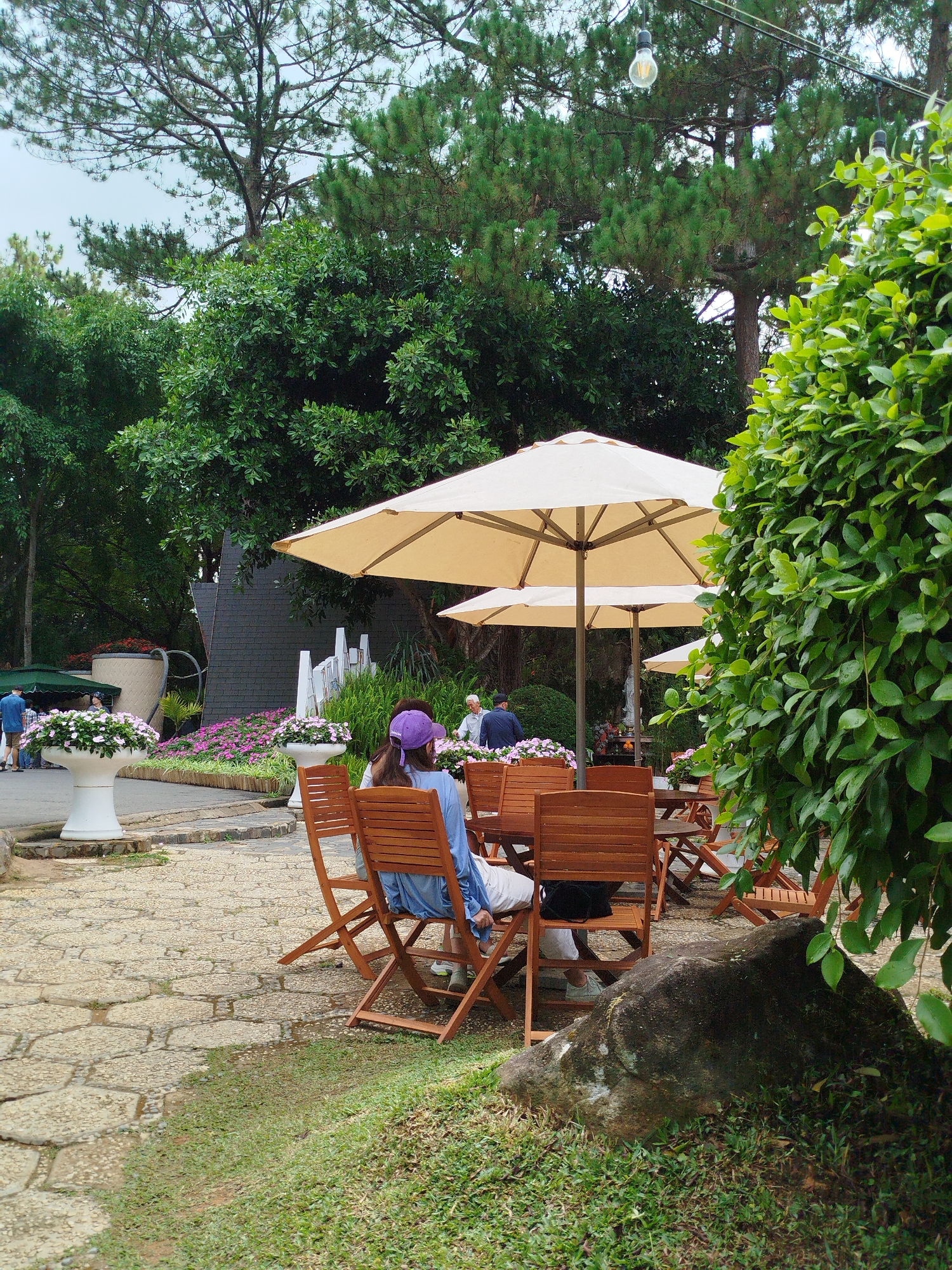This image depicts a serene outdoor cafe or seating area, likely located within a lush garden setting in Da Lat, Vietnam. The scene is rich with natural greenery, featuring tall pine trees, dense bushes, and vibrant green grass.
In the foreground, a large, dark, moss-covered rock rests on the grass to the right. The ground transitions into an irregularly paved stone path leading towards the cafe. Numerous wooden tables and chairs with slatted designs are arranged on this paved area. A person is seated with their back to the viewer, wearing a light blue top and a purple baseball cap, enjoying the shade provided by a large, light-colored patio umbrella.
Several other similar umbrellas are spread across the seating area, sheltering patrons. More individuals are seated at tables further back, engaging in leisure. Decorative white planters filled with pink and white flowers line the pathway, adding colorful accents. A distinctive large, cream-colored coffee cup sculpture, partially obscured by flowers, stands in the midground, suggesting a cafe theme. Behind it, a building with a textured, dark gray roof is visible amongst the trees.
Overhead, string lights with exposed bulbs are strung between the trees, indicating evening use or decorative lighting. The sky is overcast, providing soft, diffused daylight, likely late morning or early afternoon. The atmosphere is peaceful and relaxing, offering a pleasant outdoor experience amidst natural beauty. No visible text is present in the image.