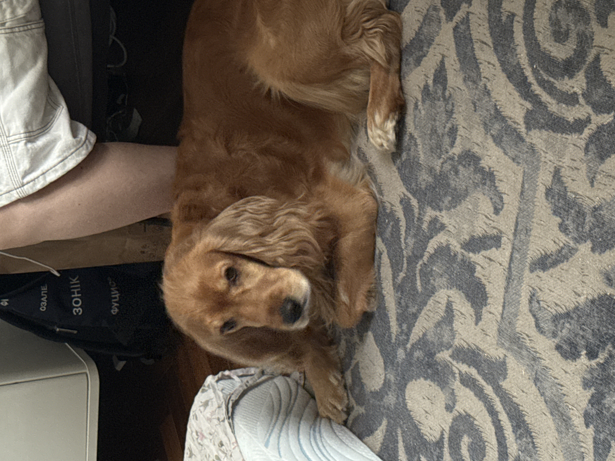 A medium shot captures a light brown dog lying on a patterned rug. The dog, a Cocker Spaniel or similar breed, is facing left with its head slightly tilted and eyes looking forward. Its fur is medium length and wavy, particularly around its face and ears. The dog's front paws are crossed, and its hind legs are tucked underneath. To the left of the dog, a person's legs are visible, clad in white linen shorts or pants. Part of a blue and white striped sock or fabric is also visible next to the dog. In the background, a dark backpack with white lettering, possibly Cyrillic script, is visible, along with a white object that could be a piece of furniture. The lighting suggests an indoor setting, possibly a living room.