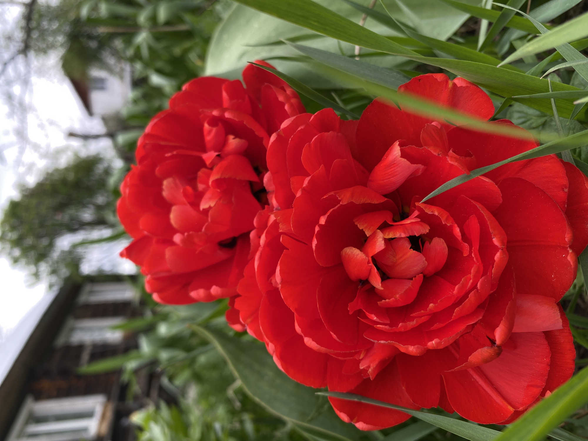 The image features two vibrant red double tulips in close-up. Green blades of grass surround the flowers. In the background, a blurry building with white windows is visible. The location is Ольховка, Russia.