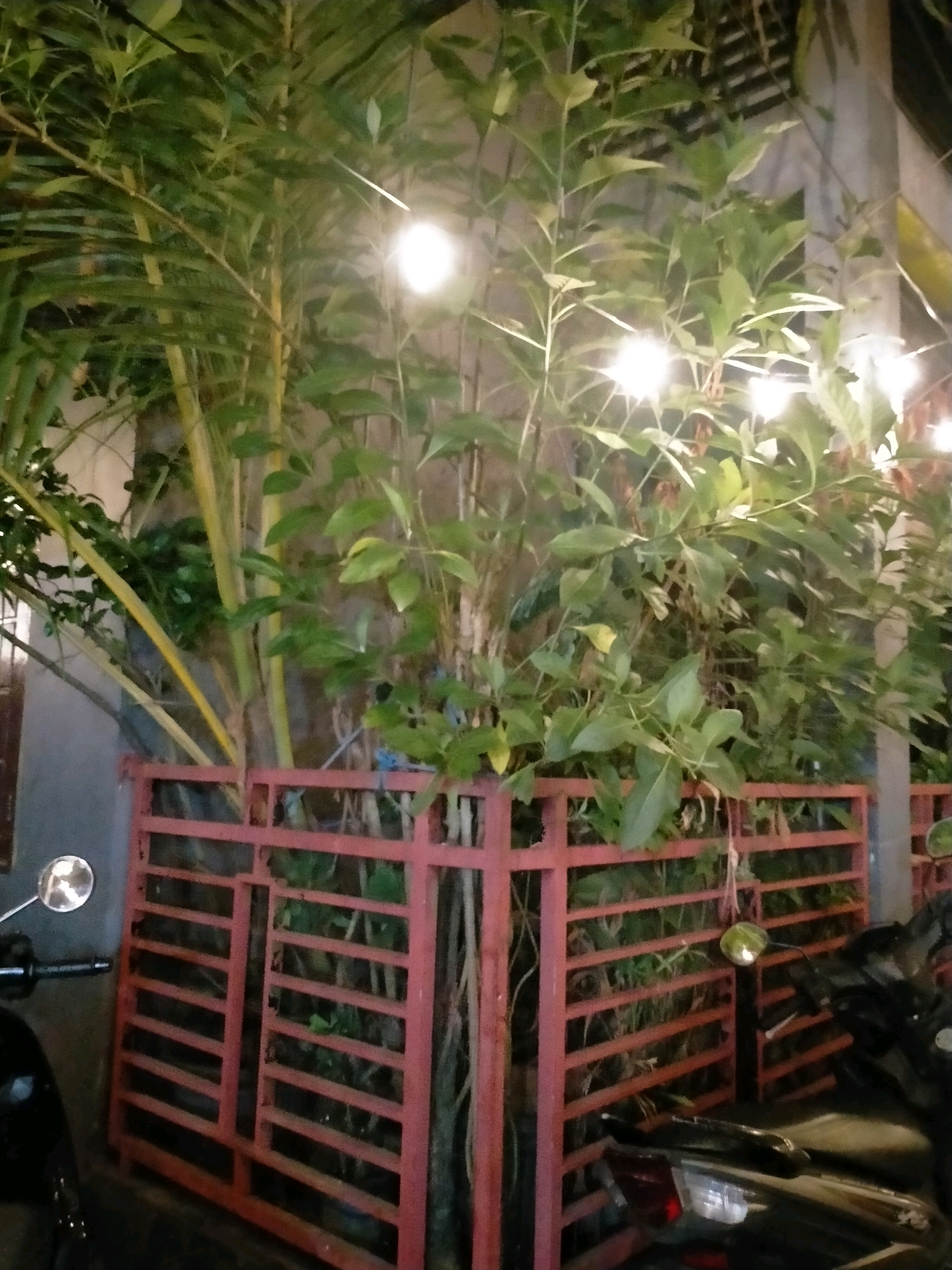 The image depicts an outdoor scene at night, likely in a residential or commercial area of Ambon, Indonesia, given the tropical vegetation and the presence of motorcycles. In the foreground, a red metal gate or fence encloses a cluster of tall green plants, possibly bamboo and other tropical flora. Several bright, circular lights, presumably decorative or functional illumination, are visible among the foliage, creating highlights and shadows. The gate has a slatted design, allowing a view of the plants and the background, which appears to be a building wall. On the left side of the image, part of a black motorcycle is visible, including its handlebar and a circular mirror. On the right side, another motorcycle's rear section, including a taillight and a mirror, is present. The overall impression is that of an entryway or a decorated outdoor space, possibly an establishment or a home in Ambon, illuminated by artificial lights during the evening. There are no people visible in the frame.