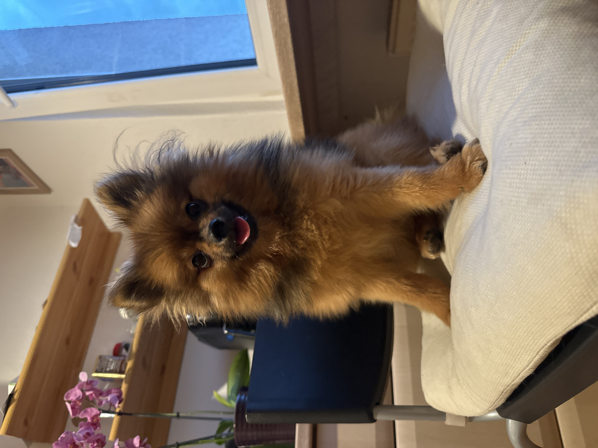 A fluffy, brown and black Pomeranian dog is captured in a playful moment, looking directly at the camera with its tongue slightly extended. The dog is positioned on a light-colored, possibly cream-colored, upholstered chair, with its front paws resting on the armrest. The photo is taken from a low angle, emphasizing the dog's expression.
In the background, a window shows a bright blue sky, indicating it is daytime. Below the window, there's a wall or furniture surface in a light tone. To the left of the dog, wooden shelves are visible, holding various items including a framed picture and a houseplant with vibrant pink orchid flowers. A dark chair or piece of furniture is also partially visible beneath the dog. The setting appears to be an indoor space, likely a home, in Arzberg, Germany, with a cozy atmosphere. There is no visible text in the image.