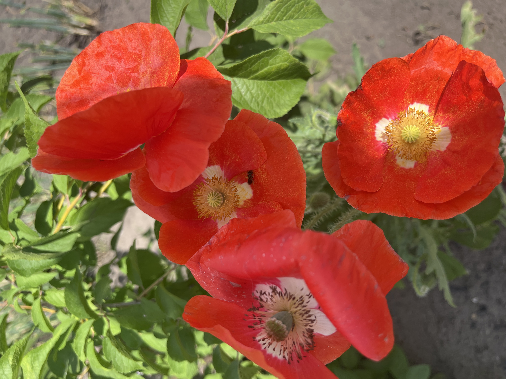 The image shows a close-up, eye-level view of three vibrant red poppies in bloom. The flowers are the primary subjects, with their delicate petals, some showing slight damage or water droplets, and their intricate centers of yellow stamens. One poppy in the foreground on the left has a visible dark-speckled white marking at its base. A tiny black insect, possibly a fly or bee, is visible on the petal of the middle poppy. The poppies are nestled among lush green foliage, which is slightly out of focus, creating a soft backdrop. The ground beneath the plants appears to be a mixture of soil and possibly some gravel. The lighting suggests it is daytime with sunlight illuminating the scene. The overall impression is one of natural beauty and a serene garden setting. The location is identified as Sukhrinskoye, Russia.