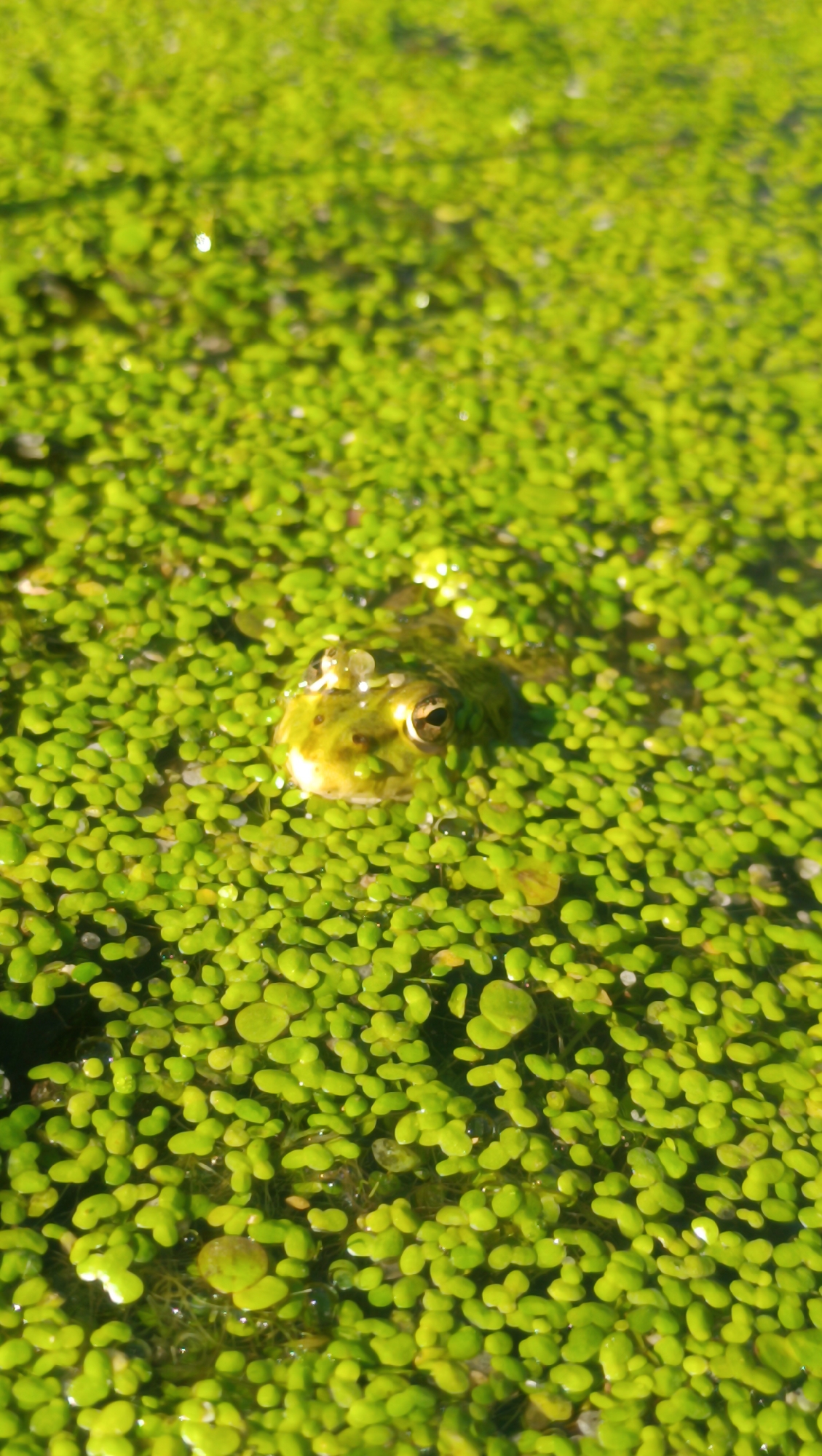 A frog with visible eyes and a snout emerges from a dense carpet of bright green duckweed floating on water. The duckweed covers the entire surface of the water, creating a textured, uniform green expanse. Sunlight reflects off the water and the leaves of the duckweed, creating small shimmering highlights. The frog's skin appears wet and speckled with darker green markings. The background is a blurred continuation of the duckweed-covered water. The image does not provide any information about the location in the city of Karsha, Russia.