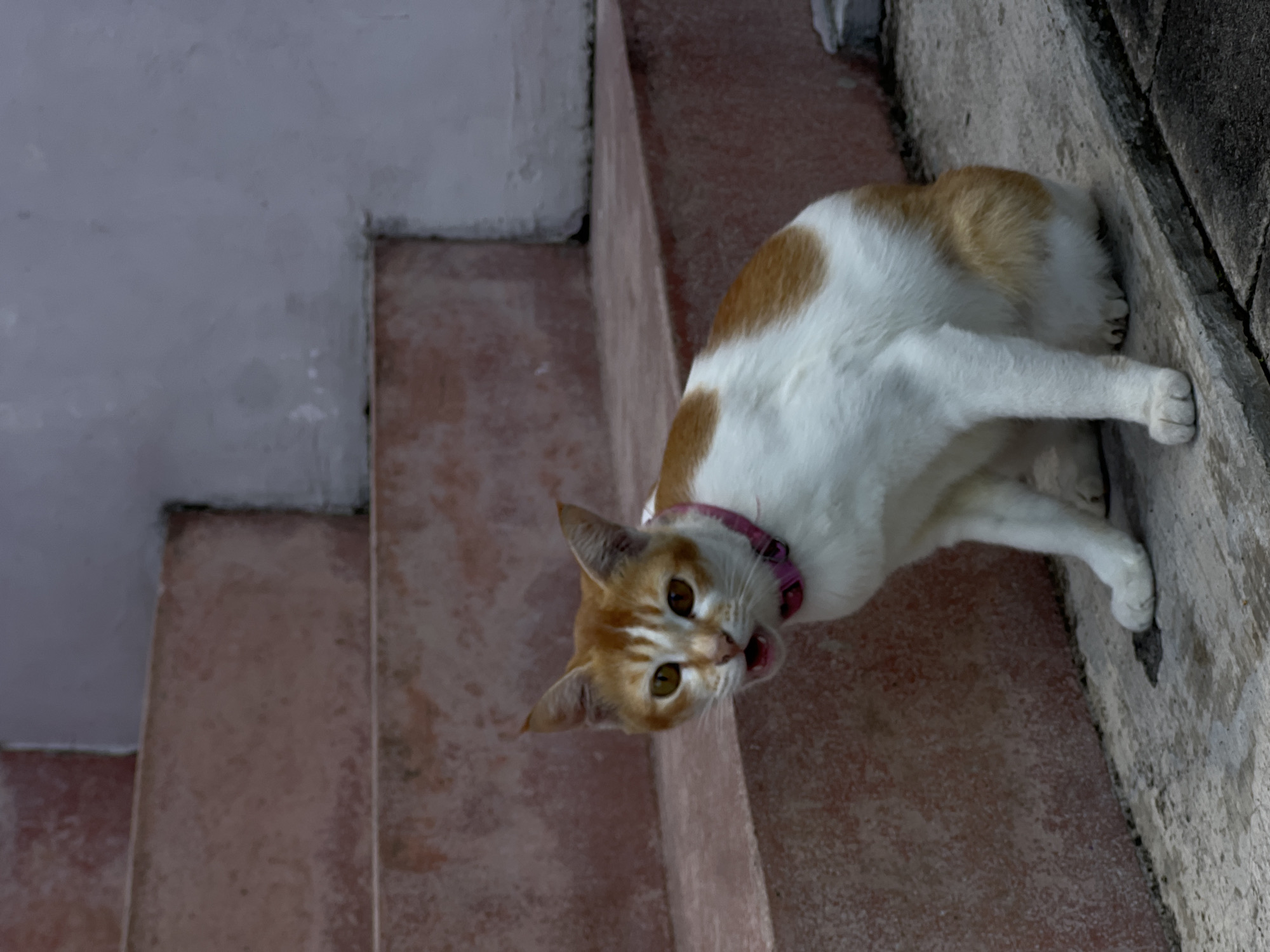 A ginger and white cat with a pink collar sits on a concrete ledge in front of a set of reddish-pink outdoor stairs. The cat is looking to its left with its mouth slightly open, appearing to be meowing or panting. The background consists of the textured concrete stairs and a plain wall. The scene is likely outdoors in a residential or public area in North Kuta, Indonesia.