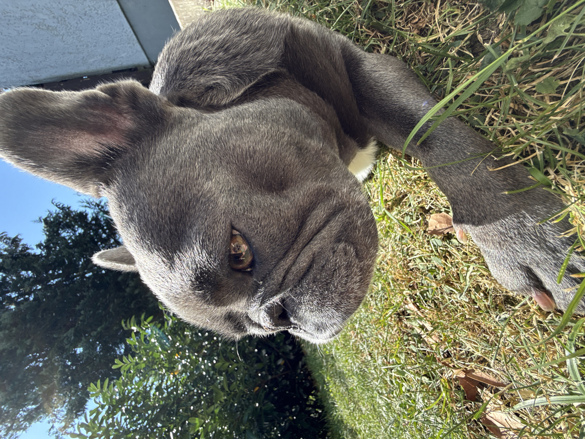 An outdoor, close-up, ground-level, portrait shot focuses on a grey French Bulldog lying on a patch of dry grass and some green blades in the sunlight. The dog is positioned with its head to the left, facing slightly away from the camera. The dog's prominent ears, wrinkled snout, and amber eye are visible. The left front paw is extended forward, resting on the grass. The background features out-of-focus green foliage, a dark green tree, a light-colored wall, and a bright blue sky. The location is a yard, likely in Bad Sachsa, Germany, given the presence of dry and green grass, typical vegetation, and residential architecture. No people are present in the scene.