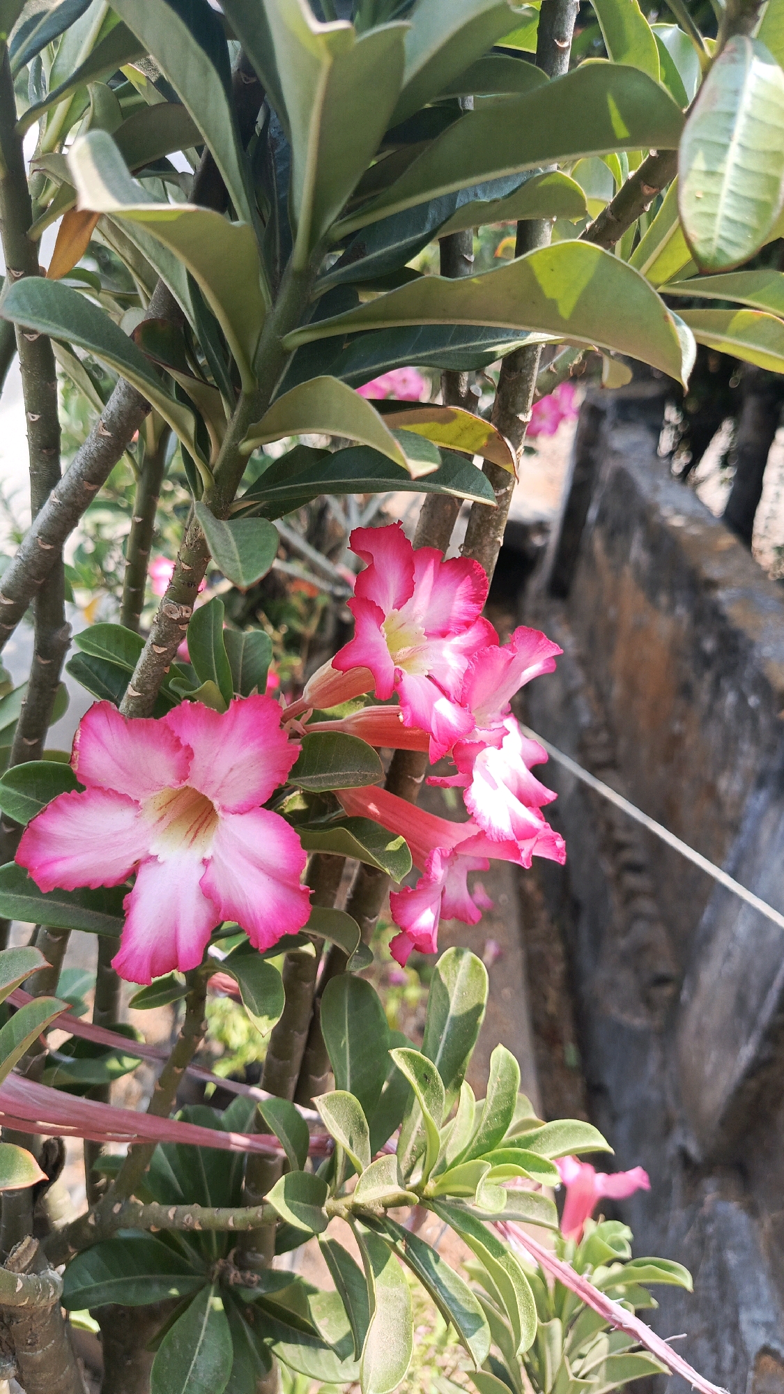 The image shows a close-up view of several pink and white Adenium flowers, also known as Desert Roses, growing on a plant. The flowers have five petals each, with a gradient of color from deep pink at the edges to white in the center, where a yellow stamen is visible. The leaves of the plant are dark green and somewhat succulent. The plant appears to be growing outdoors, with a blurred background that suggests an urban or semi-urban environment, possibly a garden or yard. The presence of what appears to be a concrete wall and some vegetation in the background provides context. The lighting suggests it is daytime, with sunlight casting shadows and highlighting the textures of the leaves and flowers. The overall impression is one of vibrant natural beauty set against a backdrop of human-made structures. This scene is located in Patihan Wetan, Indonesia.
