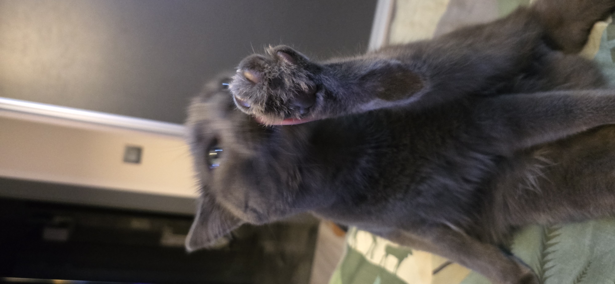 A close-up, slightly blurry medium shot captures a grey cat sitting indoors. The cat is looking towards the camera with bright blue eyes and has one paw raised, appearing to be either grooming or reaching out. The background consists of muted tones and indistinct shapes, possibly furniture and walls. The lighting is dim, and the focus is primarily on the cat's face and raised paw. The cat is situated on a patterned surface, likely a blanket or sofa.