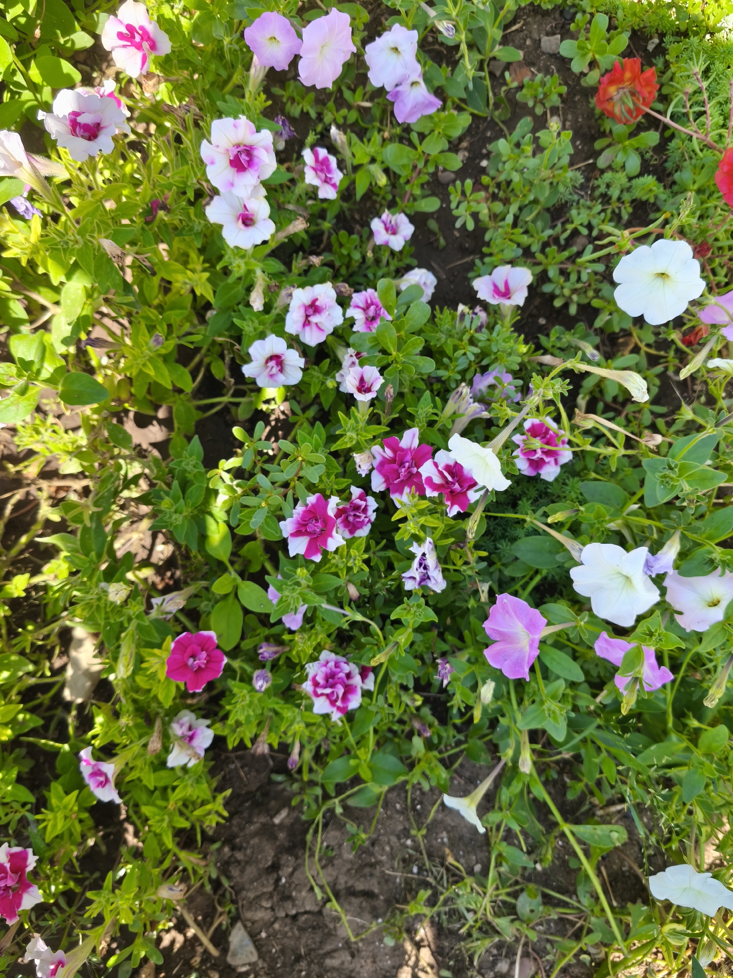 A top-down, medium shot captures a dense cluster of petunias blooming in an outdoor garden bed. The flowers display a vibrant mix of colors, including bright pink, white, and white with fuchsia centers. Lush green foliage and a brown, loamy soil bed form the background, with hints of other plants and dried leaves interspersed. The lighting suggests a bright, sunny day, casting subtle shadows and highlighting the textures of the petals and leaves. The scene is likely located in or around a garden in Ленинское сельское поселение, Ukraine.