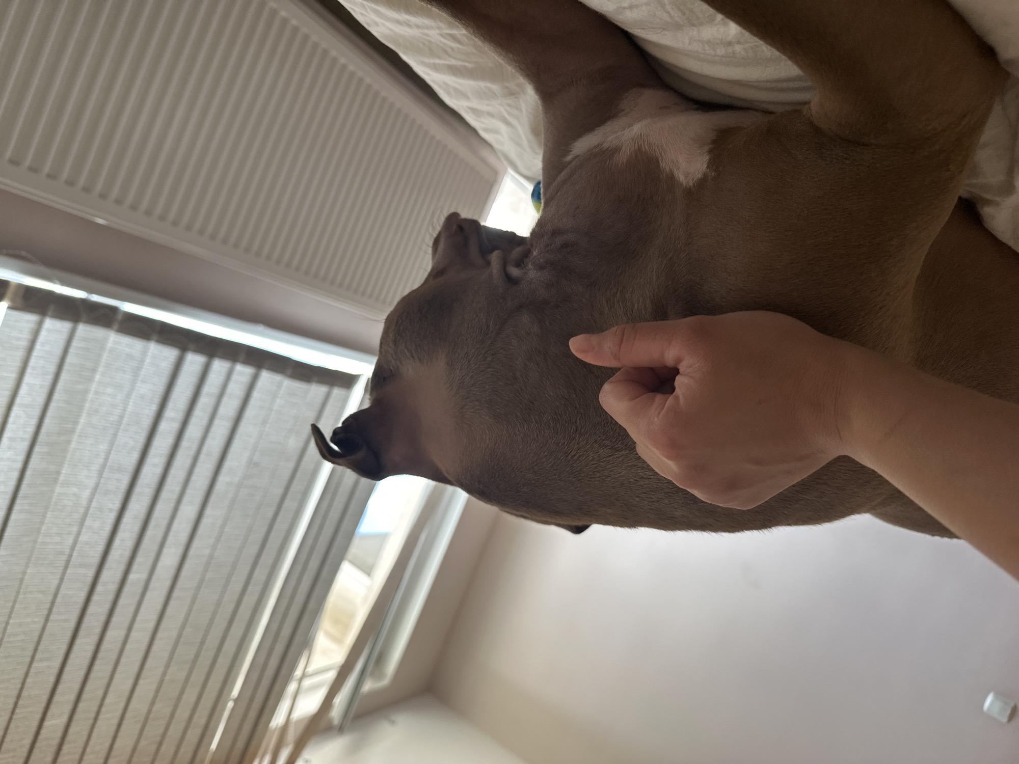A person's hand gently pets the side of a brown and white dog's head. The dog is lying down on a white surface, likely a bed. In the background, vertical blinds cover a window, and a white radiator is visible. The scene is indoors, and the lighting suggests daylight. The location is the city of Malevo, Bulgaria.