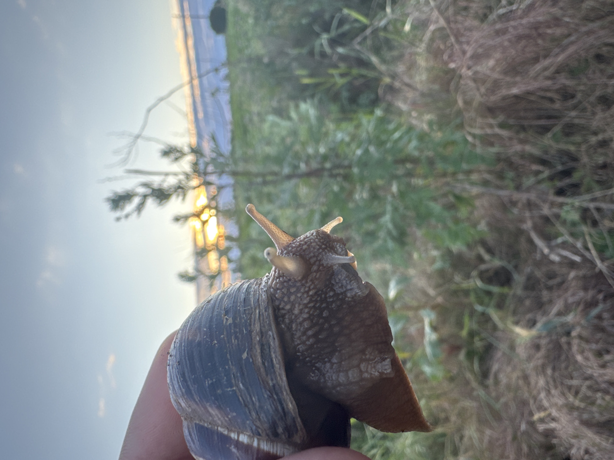 The image, oriented vertically but depicting a scene that appears rotated 90 degrees clockwise, features a large land snail held by a person's hand in the foreground. The snail's textured, brownish body and extended eyestalks are prominent, with its dark, spiraled shell showing subtle striations. A human finger and thumb support the snail from below and to the left.
The background is softly blurred, suggesting a shallow depth of field, and depicts an outdoor natural environment. Green and brown foliage, resembling bushes and tall grass, occupies the mid-ground and right side of the frame. To the left, a body of water reflects the warm, golden light of either sunrise or sunset. The sky above is a pale blue. The overall lighting is atmospheric, indicating either early morning or late afternoon. The visible activity is a person holding and observing the snail. No specific location cues are visible within the image, and there is no discernible text. The scene captures a moment of interaction with wildlife in a natural, serene setting, located in Yana, Bulgaria.