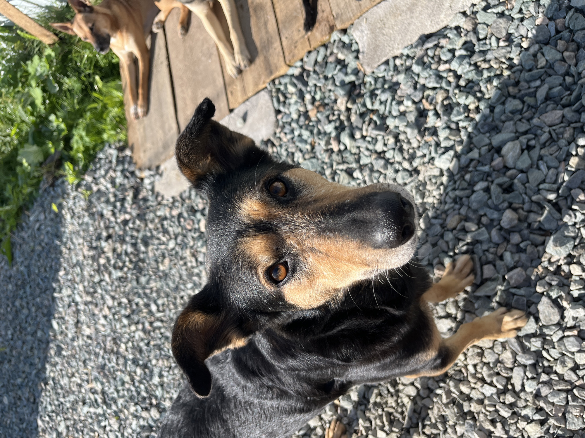 The image captures a close-up of a black and tan dog with a curious expression, looking directly at the camera. The dog's fur is a mix of black and brown, with distinct markings around its eyes and muzzle. Its ears are perked, and its eyes are a warm amber color. The dog is standing on a surface covered with gray gravel. In the background, out of focus, another tan dog is lying down on wooden planks, with green foliage behind it. The lighting suggests a sunny day, casting shadows on the gravel. There is no indication of the specific location in Nizhny Tagil, Russia, in the image.