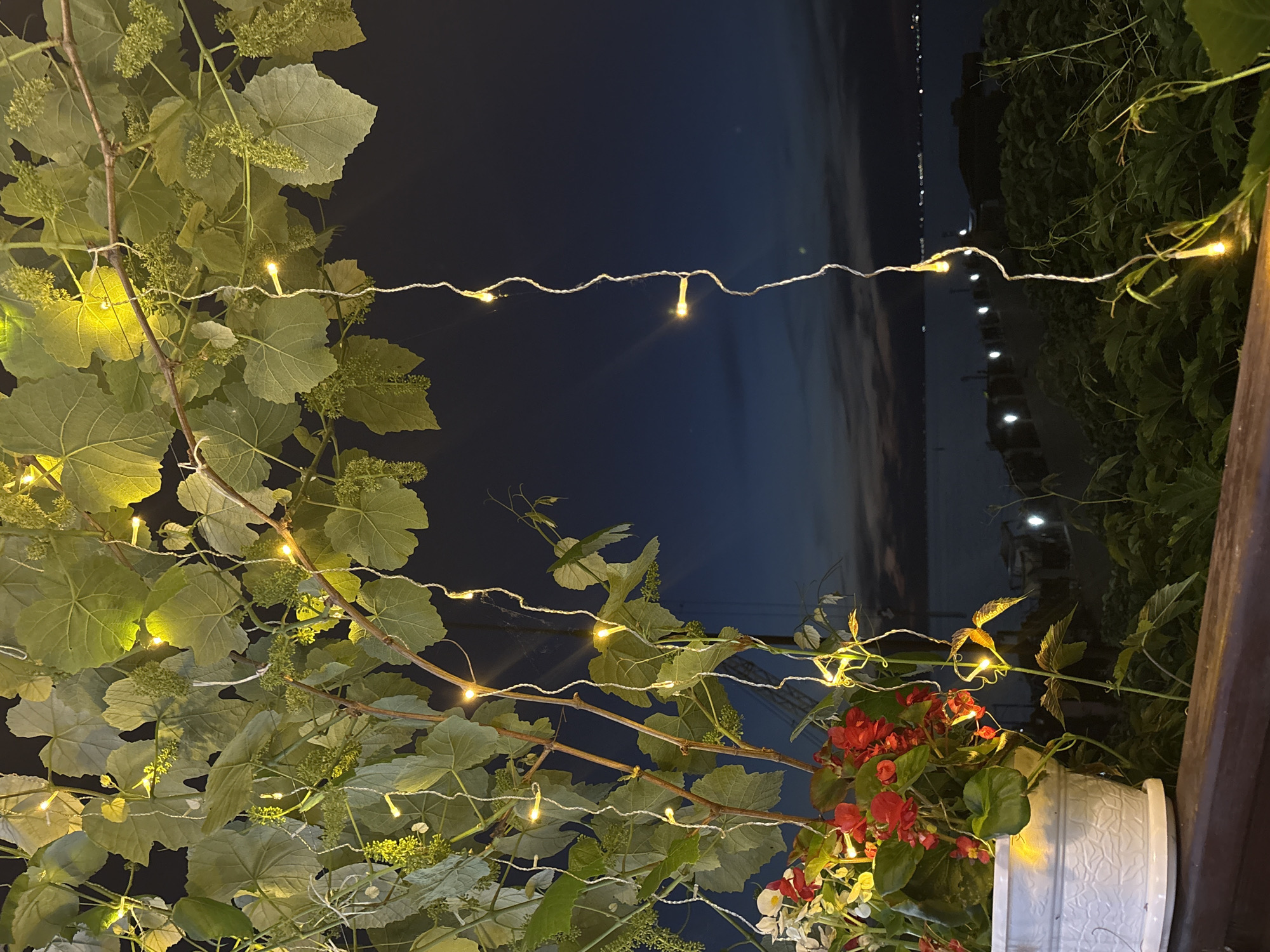 This image captures an outdoor scene at twilight or night in Anapa, Russia, viewed from an elevated perspective. The immediate foreground on the left contains a white, textured ceramic pot resting on a wooden railing. This pot holds a plant with vibrant red and white flowers, interspersed with green leaves. Overhead, a dense canopy of green grapevines, exhibiting large lobed leaves and numerous clusters of nascent grapes or flowers, dominates the upper and left portions of the frame. Multiple strands of warm yellow LED string lights are interwoven through the grapevines, with several strands hanging vertically down into the scene, illuminating the foliage and flowers. The background features a dark blue sky deepening to black at the horizon, situated above a calm body of water, consistent with a sea or large lake. A distinct line of bright, white lights extends horizontally across the mid-ground over the water, possibly indicating a pier, promenade, or distant structures. Fainter, scattered lights are discernible further in the distance across the water. Dark green vegetation, likely bushes or ground cover, is visible between the foreground railing and the water's edge. No human subjects are present.