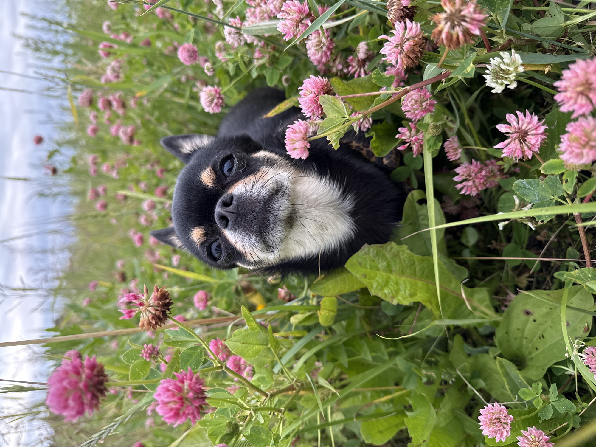 A close-up, eye-level shot shows a black and tan Chihuahua peeking out from a patch of pink clover and green grass. The dog's head is angled upwards and towards the camera, with its dark eyes looking directly into the lens. Its snout is lighter in color, and it has prominent ears. The background is blurred, with more clover flowers and tall grasses, suggesting an outdoor setting in a field or meadow. The lighting is natural, with overcast skies indicated by the diffused light and soft shadows. The overall impression is of a small dog enjoying a summer day in a natural environment. The location of Летний Отдых, Russia, is not discernible from the image itself, but is provided as context for the scene.