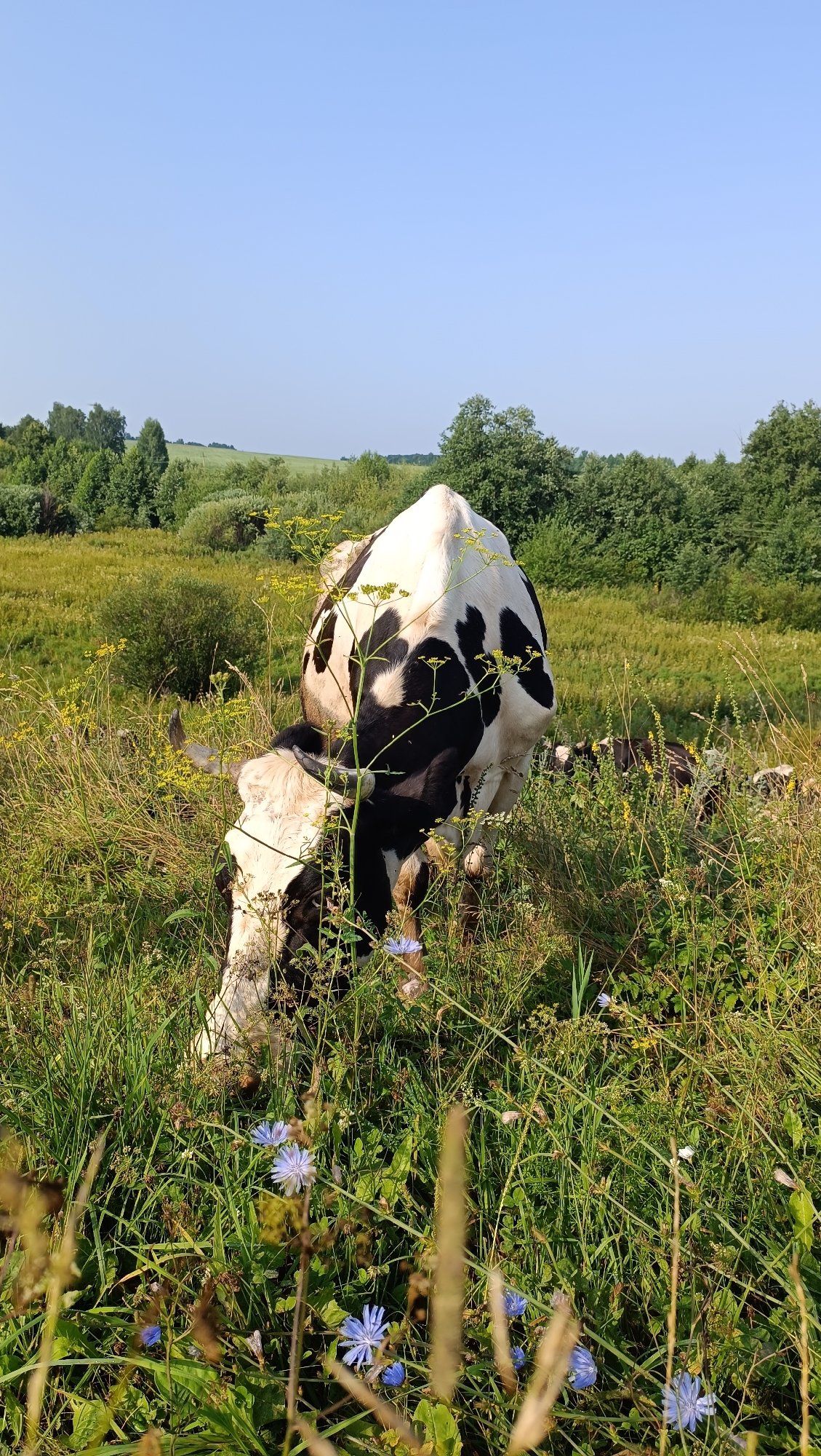A black and white cow grazes in a field of tall green grass and wildflowers under a clear blue sky. The cow's head is lowered, and it appears to be eating. In the background, more cows are visible, along with trees and rolling hills. The sun is shining, casting shadows on the ground. The scene depicts a typical rural landscape in Karsha, Russia, with livestock peacefully grazing in a natural environment.
