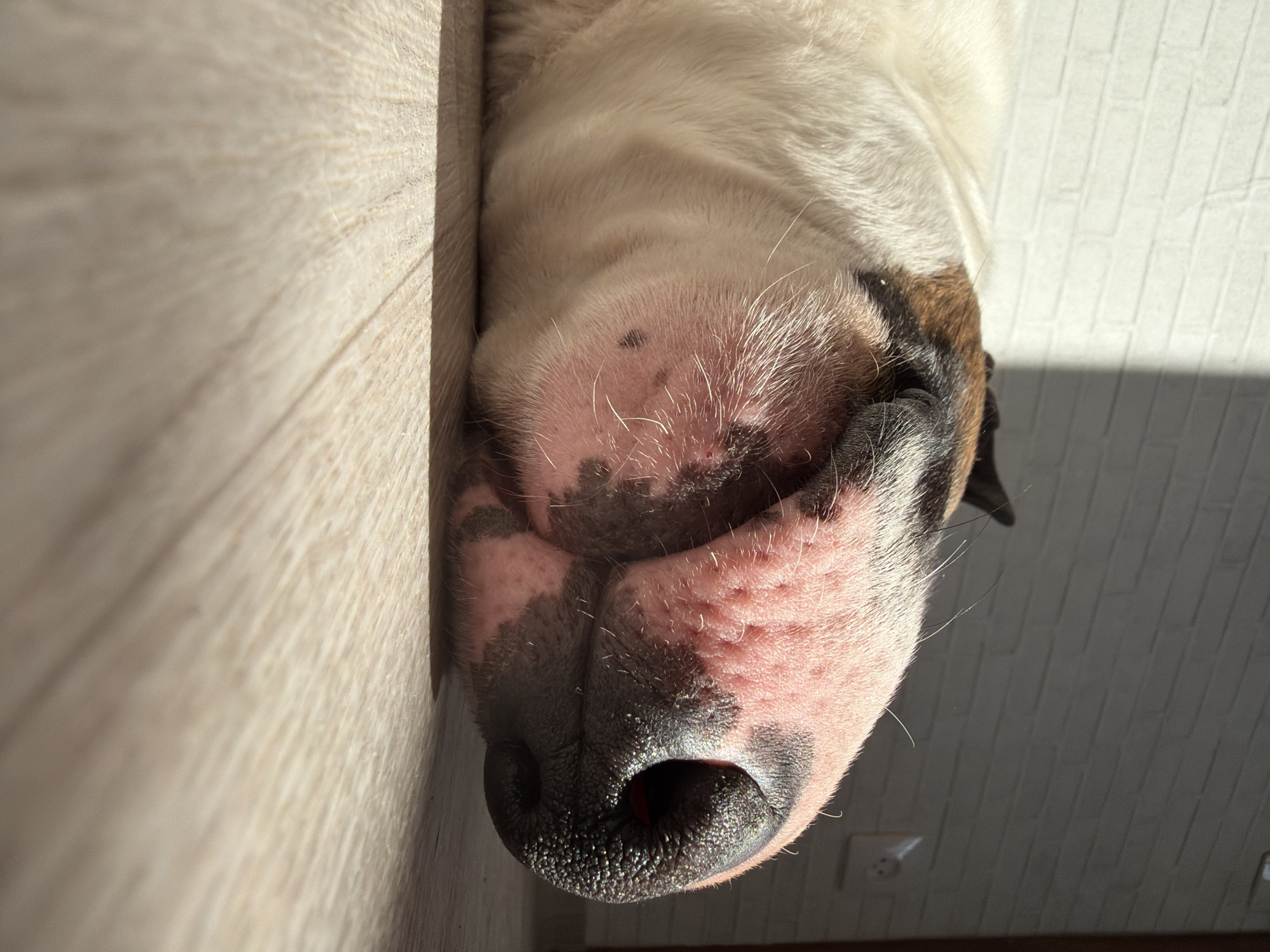 An extreme close-up, low-angle forensic image depicts the right side of a brindle and white bull-type dog's head, lying prone on a light-colored, wood-grain floor in a building in Chaikovsky, Russia. The dog's pink snout, marked with dark spots and short white whiskers, is prominent, leading to a textured, black nose with visible nostrils. The fur transitions from short white on the lower face to a brindle pattern of tan, brown, and black further back on the head. Strong directional sunlight illuminates the dog, floor, and a white, faux-brick-patterned wall in the background. A sharp shadow line runs vertically across the background. A white electrical outlet with two circular receptacles is mounted on the wall in the shadowed upper-right portion of the frame.