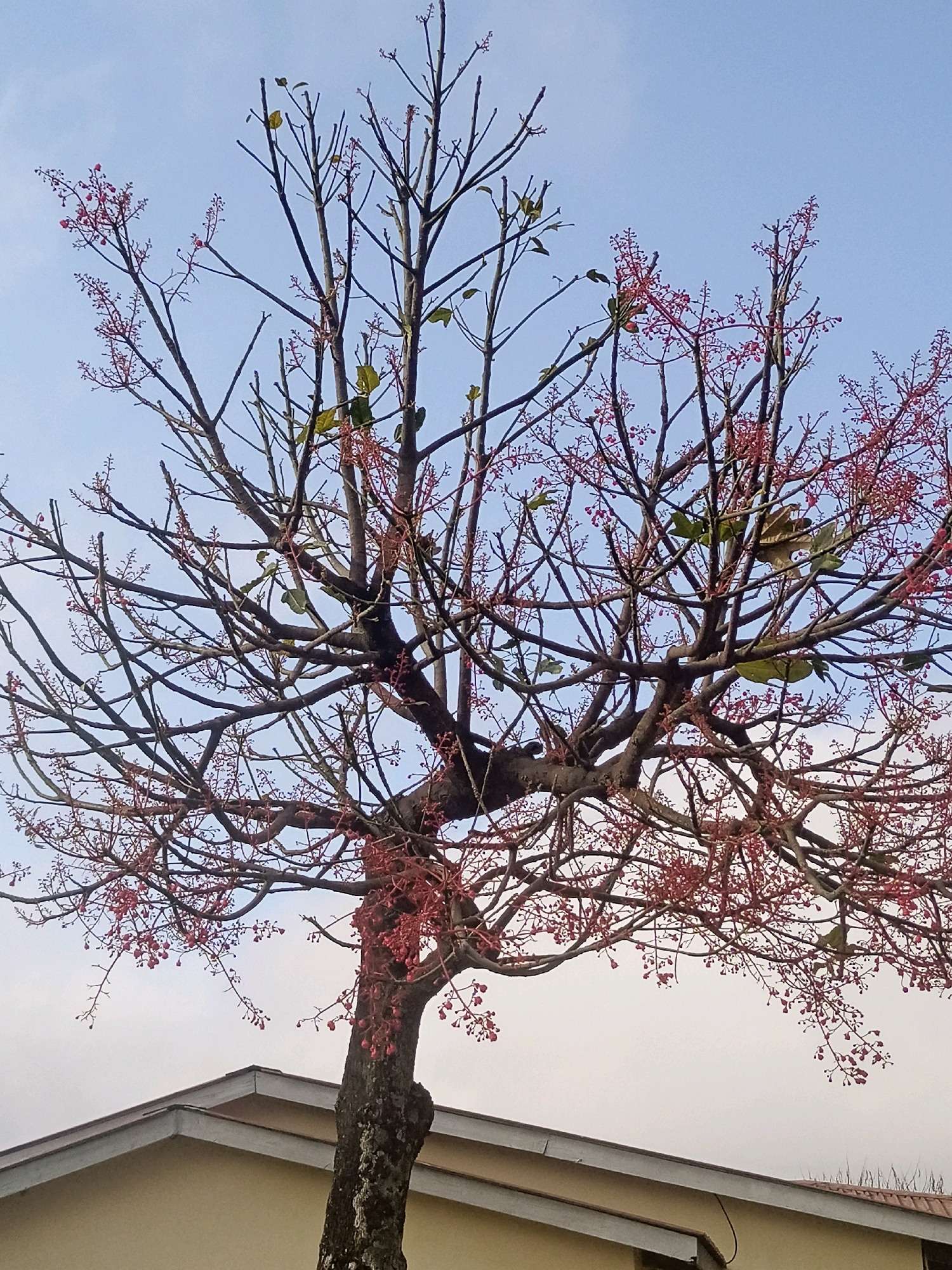 A medium shot captures a bare tree with small red buds and a few green leaves against a pale blue sky. The tree's trunk is thick and textured, with branches extending outward and upward, dotted with clusters of red blooms. In the lower portion of the image, the roofline of a light-colored building is visible, indicating an urban setting. The scene appears to be in the city of Limbe, Malawi.