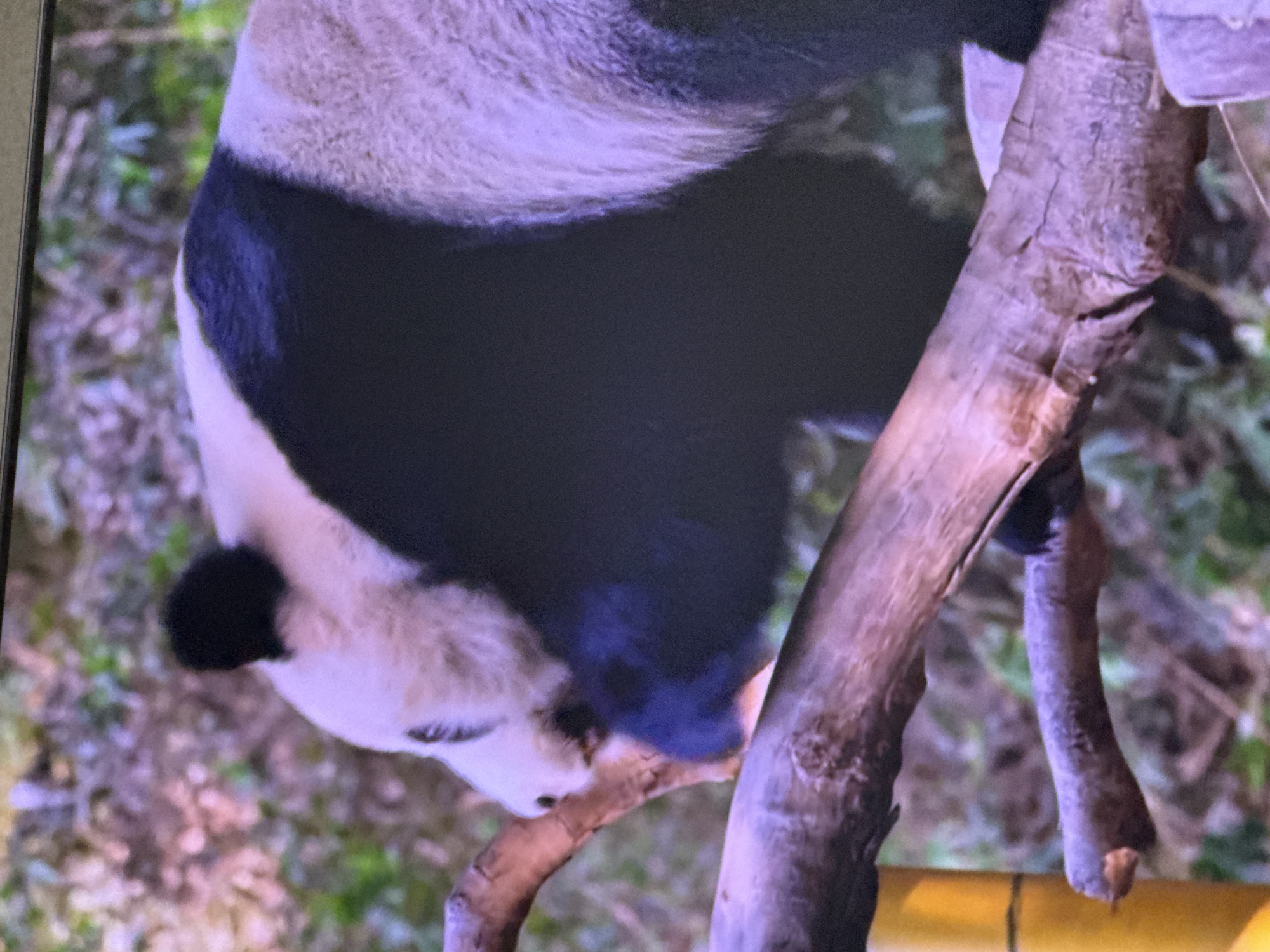 A panda is perched on a tree branch, with its body partially obscured. The panda has black and white fur, and its face is visible, with dark eye patches. The background is a blur of green and brown, suggesting a natural or zoo environment. There is a yellow bamboo stalk on the left side of the image. No specific location in Moscow, Russia, can be identified from the image.