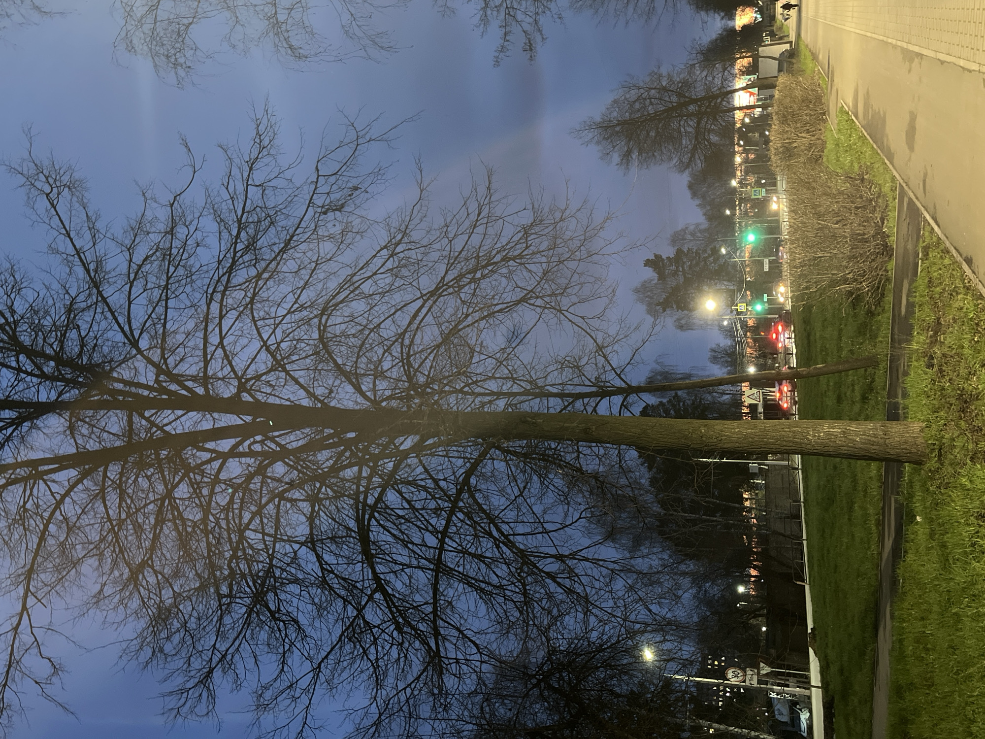 The image displays an outdoor urban street scene captured at dusk or night, oriented in portrait mode but rotated 90 degrees clockwise. When viewed correctly (rotated 90 degrees counter-clockwise), a large, leafless deciduous tree stands prominently on the left, its intricate network of dark branches silhouetted against a dark blue twilight sky. The sky shows subtle variations in color, hinting at fading daylight or light pollution.
To the right of the tree, a paved pedestrian sidewalk runs parallel to a road. A strip of green grass separates the tree from the paved areas. The road itself is illuminated by numerous streetlights that cast a warm, yellowish glow on the asphalt and surrounding grass. Further down the road, traffic lights are visible, displaying both green and red signals, suggesting active traffic flow. Indistinct vehicle shapes can be seen on the road, with a red/orange vehicle prominent near the traffic lights.
Bare bushes line the grassy area next to the sidewalk. In the distance, faint outlines of buildings or structures are visible, adorned with various lights that contribute to the urban evening atmosphere. Several traffic signs are present along the road, including a round sign (likely a speed limit sign, though the number is unreadable) and a pedestrian crossing sign. On a distant illuminated sign, faint Cyrillic text, possibly "ДИТЕ", can be glimpsed from one of the hint crops. The overall scene conveys a quiet, atmospheric evening in an urban environment, characterized by artificial light against the deepening twilight.