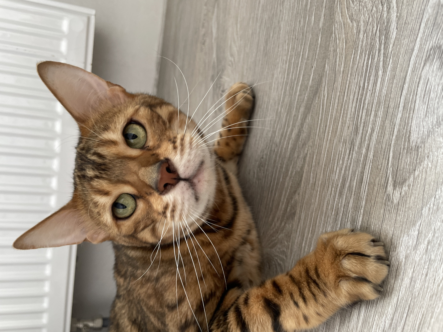 A beautiful Bengal cat is the central subject of this close-up, high-angle indoor photograph. The cat has a striking coat with distinct brown-black rosettes and stripes against a golden-brown background, characteristic of the breed. Its large, bright green eyes are directly focused on the viewer, conveying an alert and curious expression. Prominent white whiskers fan out from its pink nose, and its pointed ears are perked upwards.
The cat is lying on a light grey wooden floor, which features subtle wood grain patterns. Its head is slightly tilted, and its body is partially visible, showing its patterned fur extending down its legs. One front paw, complete with visible claws, rests on the floorboards in the foreground. In the upper left background, a portion of a white, vertically ribbed radiator or similar fixture is visible, indicating a domestic setting. The lighting appears bright and even, suggesting daytime. No other individuals or objects are present in the frame, and no text is visible. The scene is set indoors, likely within a home in Izhevsk, Russia.