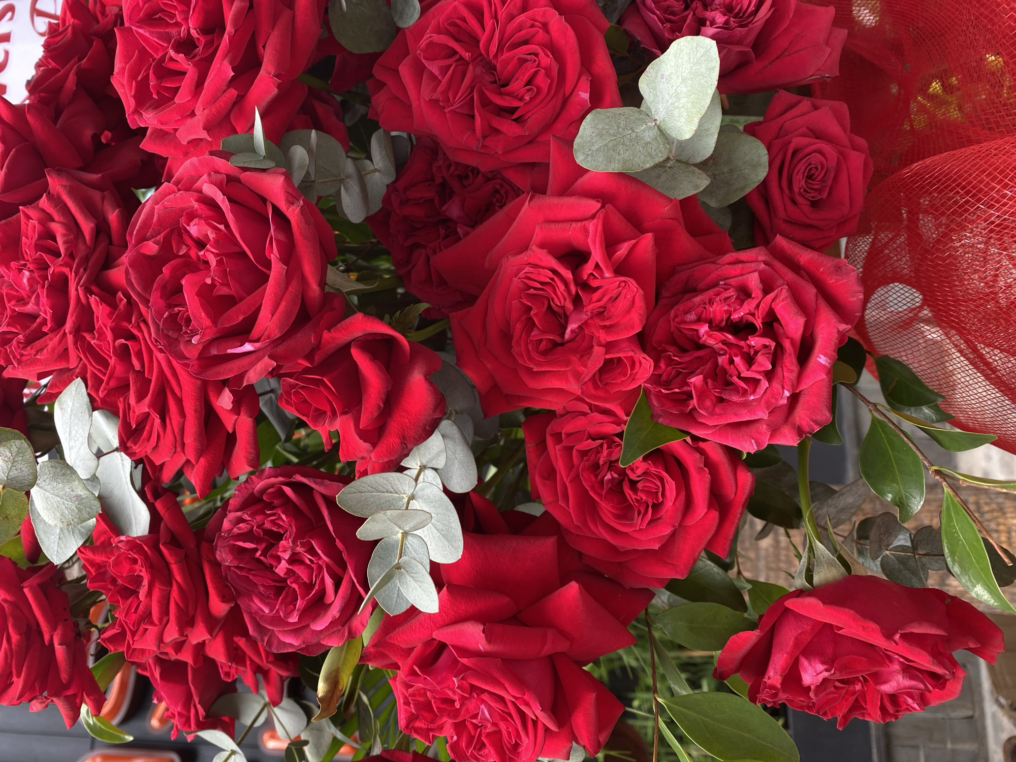 A close-up, eye-level, vertical, medium shot captures a bouquet of vibrant red roses. The roses are predominantly in full bloom, with some showing more tightly furled centers. Interspersed among the roses are sprigs of eucalyptus, characterized by their silvery-green, oval-shaped leaves. The background is blurred, but appears to be an indoor setting with hints of dark wood and a red net fabric in the lower right corner. The lighting is even and soft, highlighting the rich texture and color of the petals. There is no indication of the city of Da Nang, Vietnam, or any specific location within it. The image contains no people, actions, or interactions.