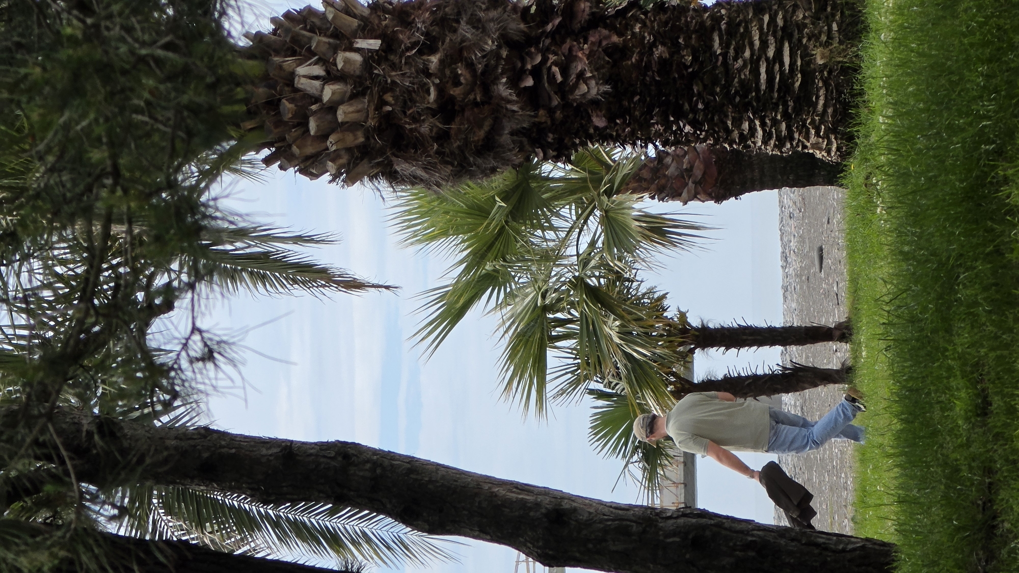The image depicts an outdoor scene, likely taken in Batumi, Georgia, indicated by the presence of palm trees and a pebble beach typical of the region.
A man is seen walking on a grassy area, possibly a park or a coastal strip. He is wearing a light-colored shirt, blue jeans, and a baseball cap. He is holding a brown jacket or coat in his hand.
In the background, there is a narrow strip of pebble beach along the shoreline. Beyond the beach, the sea merges with the sky. The sky is pale blue with some scattered clouds.
Several trees are present in the foreground, creating a natural frame for the scene. The foliage of the trees appears dense and varied.