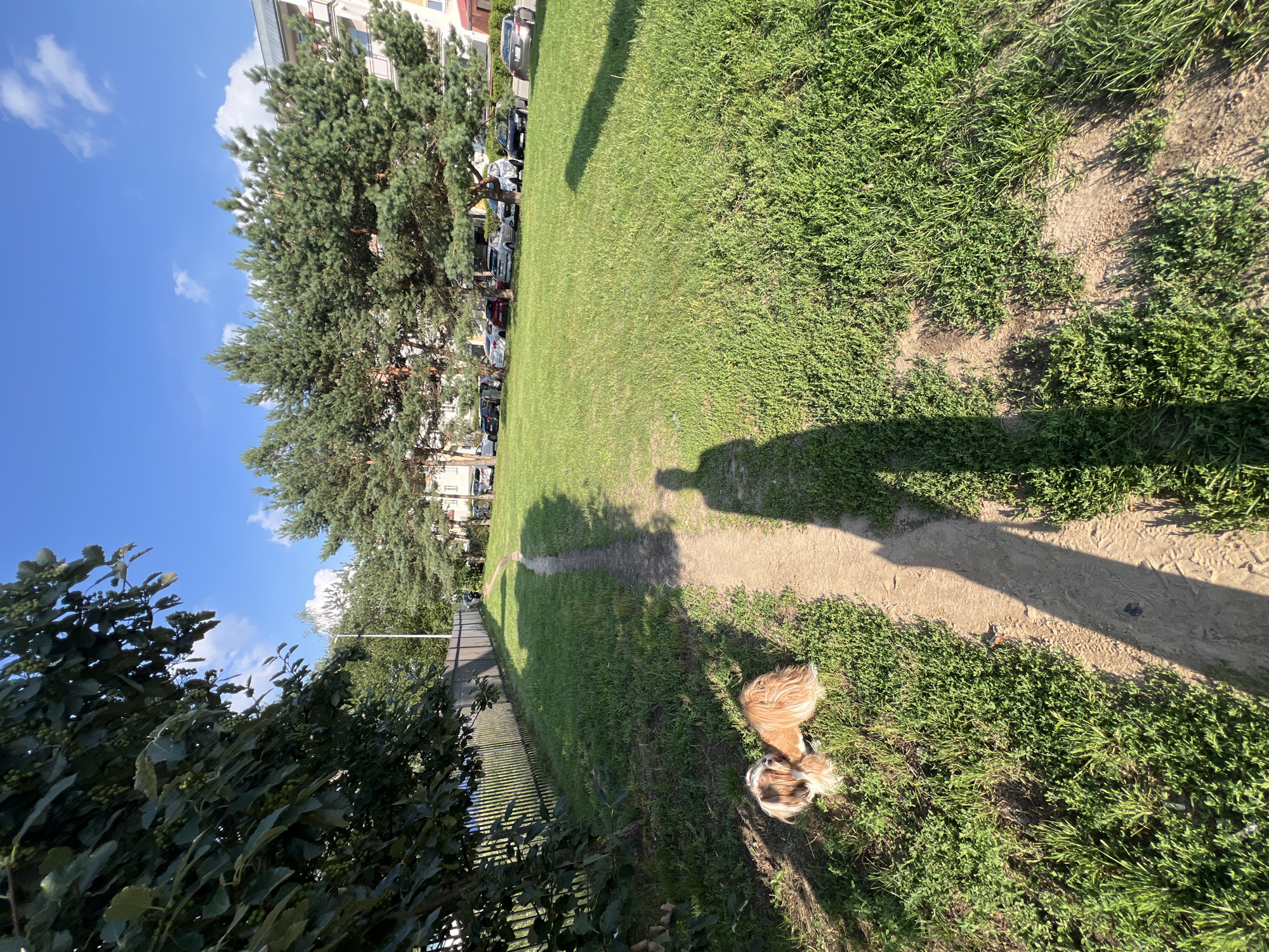 This is a ground-level, wide-angle photograph taken in Kleosin, Poland, on a sunny day. The scene depicts a park-like area adjacent to an apartment building and a street lined with parked cars. A narrow dirt path winds through a grassy field. On the left side of the path, a small dog with reddish-brown and white fur is lying down on the grass. To the right of the path, the shadow of a person holding a leash is cast across the grass. In the background, several tall pine trees stand in front of a multi-story apartment building. The sky is a clear blue with a few scattered white clouds. A metal fence runs along the far left edge of the image, partially obscured by the leaves of a large tree.
