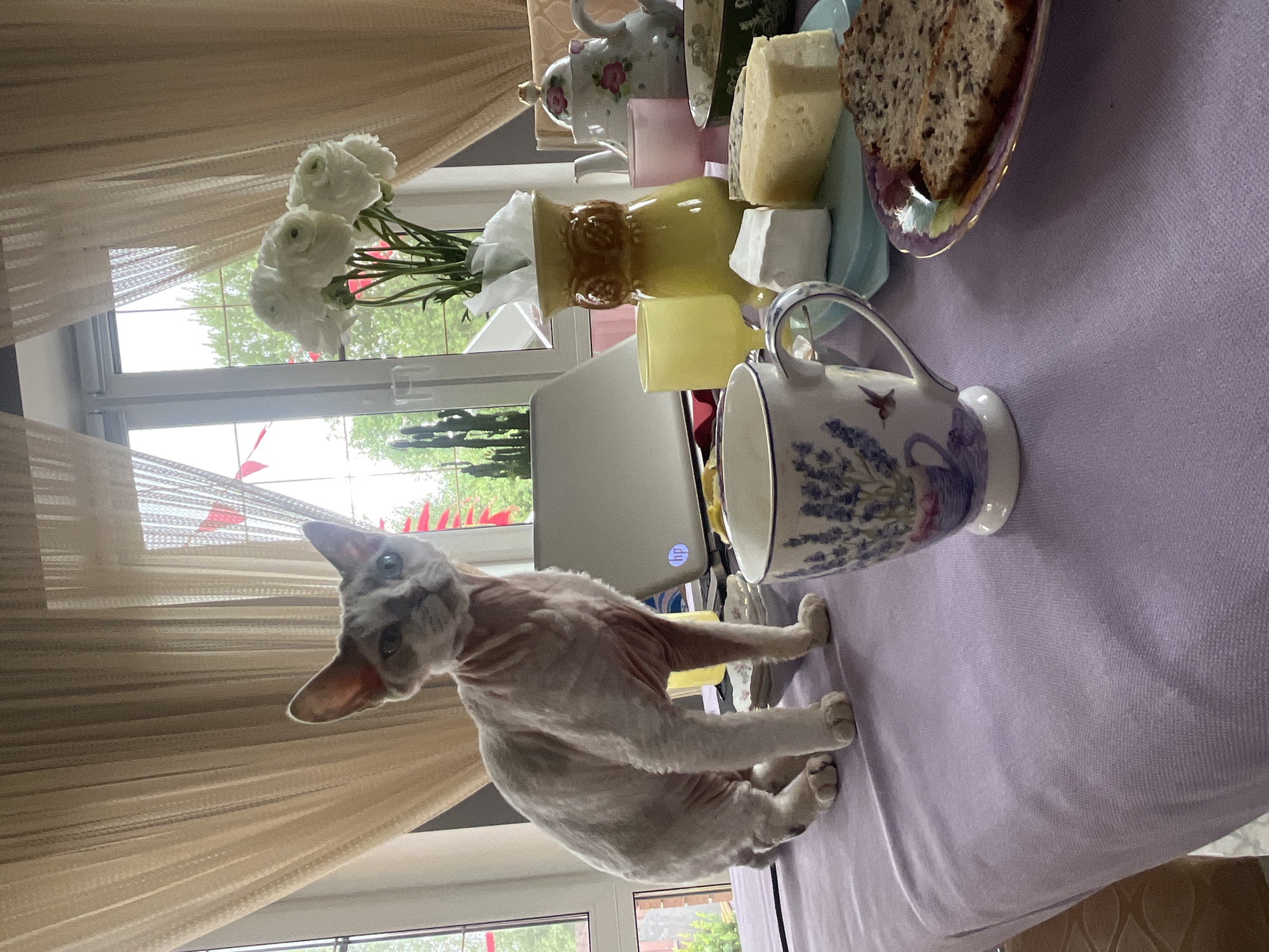 A light-colored, short-haired cat with distinctive large ears and a mostly hairless body sits on a table covered with a lavender tablecloth. The cat is looking towards the camera. The table is set for a tea or coffee service, with a mug decorated with lavender sprigs and a hummingbird, two pieces of cheese, a small cube of white cheese, a slice of bread, and a plate with more bread on it. In the background, a vase with white flowers stands near a window with sheer curtains. A laptop computer is also visible on the table. The scene appears to be indoors, possibly in a home, with a view of greenery outside the window. The image does not contain any specific identifiable landmarks or features that would definitively place it in the city of Вельяминово, Russia.
