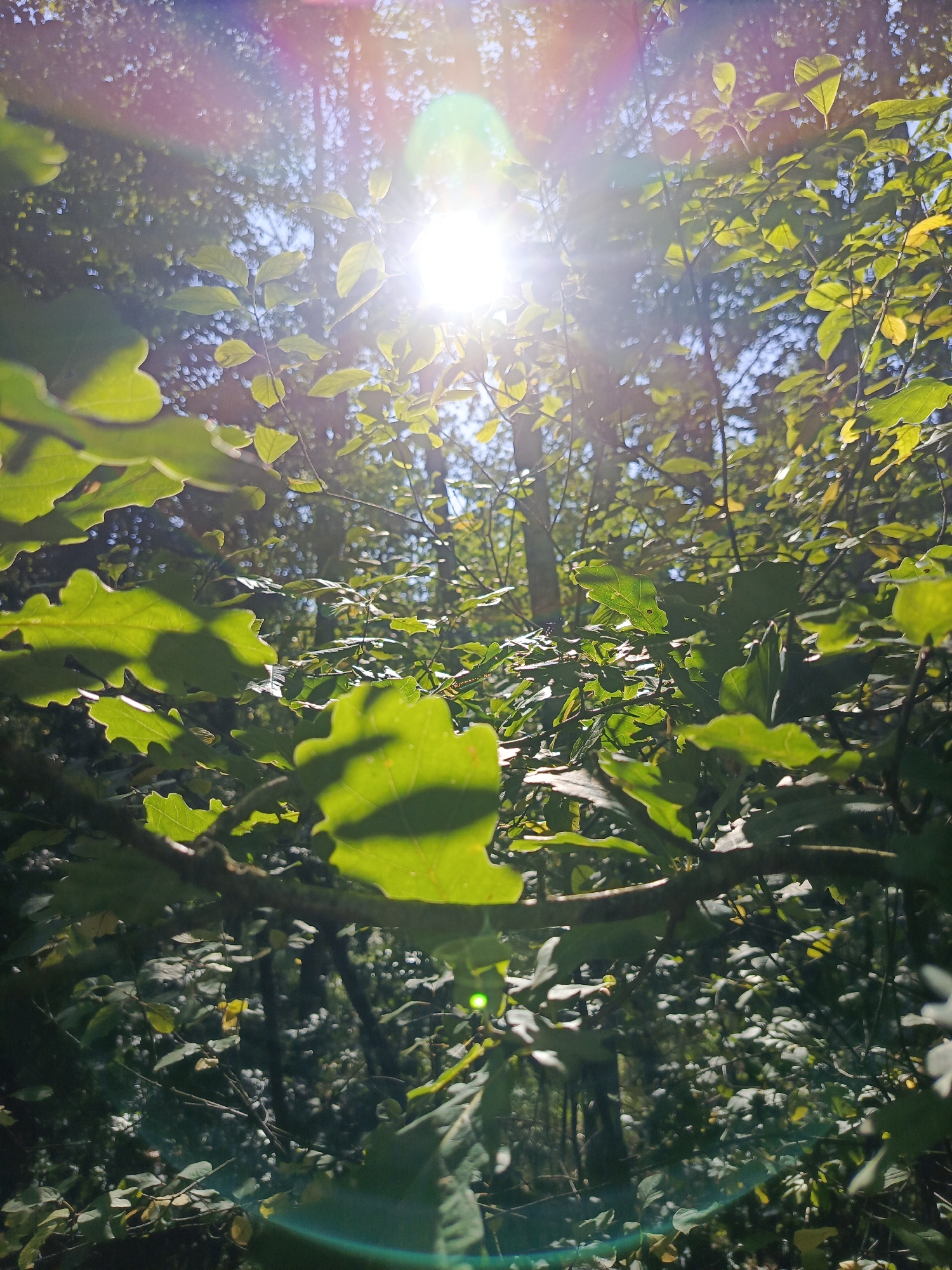 This is a low-angle, handheld outdoor photograph taken in Kruszyn, Poland, featuring a sun-dappled forest canopy. The sun is prominently positioned in the upper center of the frame, with bright lens flare and rainbow-like refractions extending across the image. The foreground is dominated by lush green leaves, some of which appear to be oak leaves due to their lobed shape. These leaves are illuminated from behind by the sunlight, creating a translucent effect and casting shadows. The background consists of a dense thicket of trees and foliage, with the sunlight filtering through the branches, creating a bokeh effect of blurred circular lights. The overall scene evokes a sense of a bright, warm day in a natural woodland environment. No people or specific man-made structures are visible.