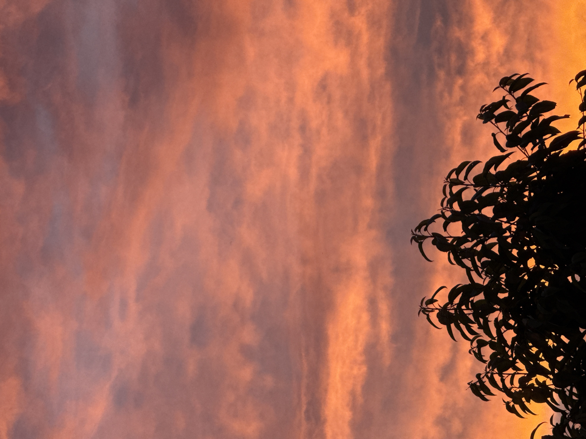 A silhouette of dark green foliage of a tree is visible against a sky filled with colorful clouds during sunset. The clouds exhibit a gradient of colors, transitioning from a deep orange at the bottom to shades of pink and purple towards the top. The tree branches and leaves are rendered as dark shapes against the vibrant sky, creating a striking contrast. The image captures the natural beauty of a sunset with the foreground featuring the stark outline of a tree.