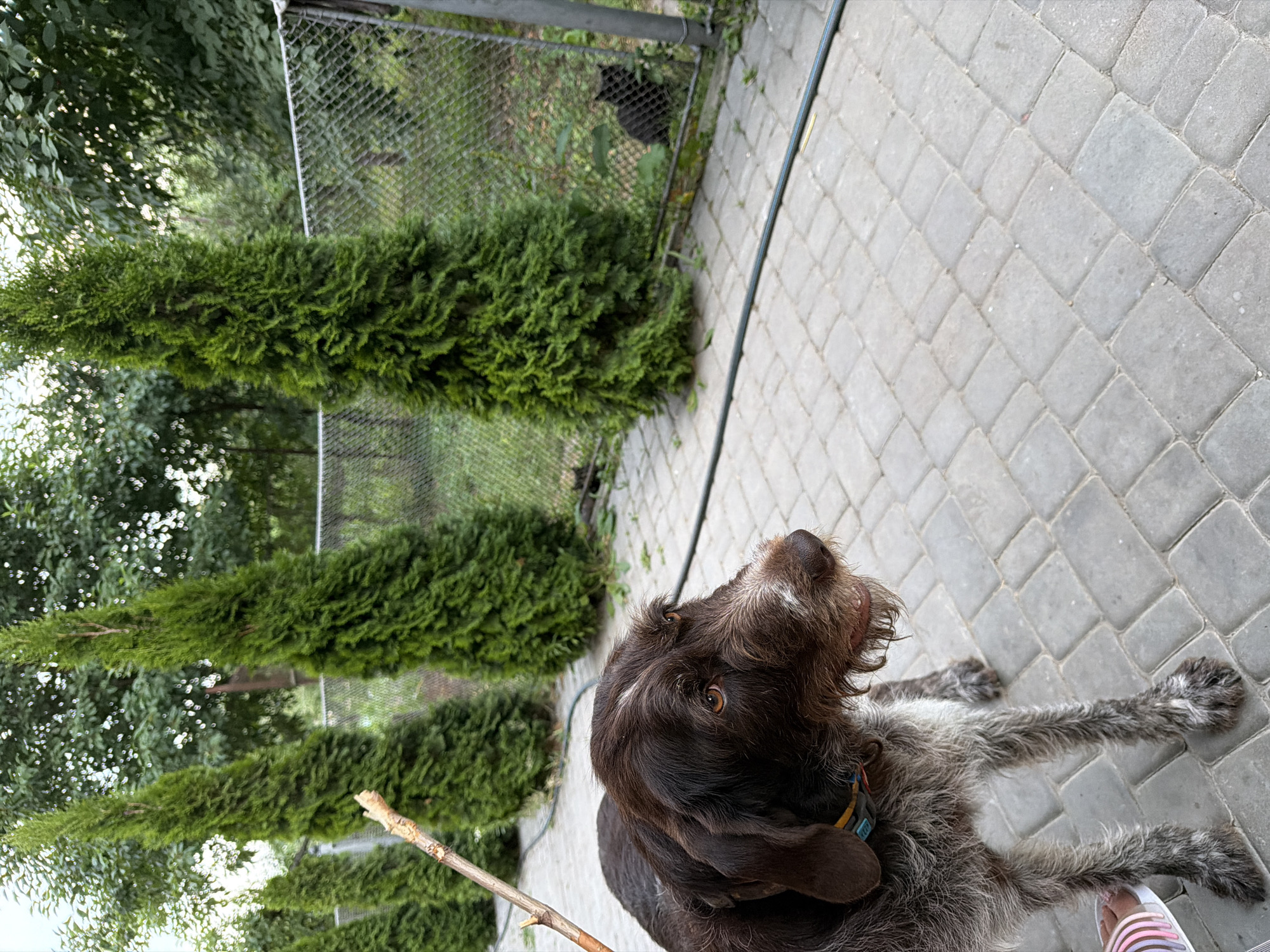 In Kamianka-Buzka, Ukraine, a German Wirehaired Pointer stands on a stone-paved patio. The dog, facing right, has brown and white fur and a colorful collar. A stick is held in its mouth, angled upwards to the left. In the background, a chain-link fence encloses a grassy area with several evergreen trees and two black cats. The scene appears to be an outdoor yard or garden.