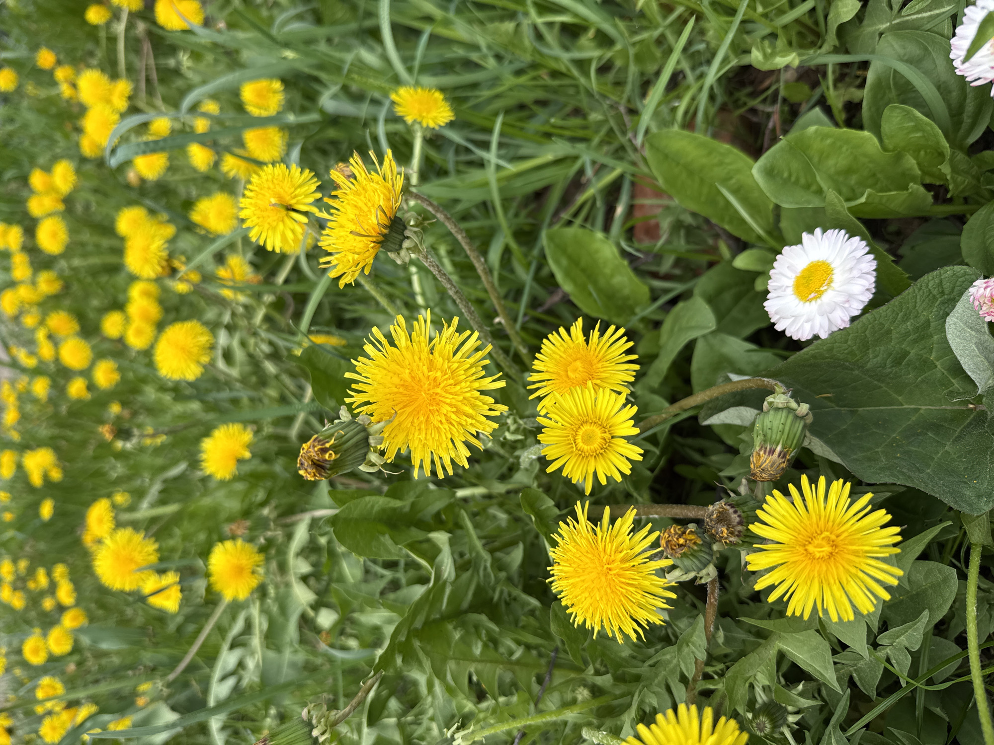 The image shows a patch of dandelions and a few white daisies growing in a grassy area. The dandelions are bright yellow and in various stages of bloom, while the daisies have white petals with yellow centers. The green grass and leaves provide a backdrop for the flowers. The location cannot be determined to be Votkinsk, Russia, as there are no visible landmarks or features to confirm the city.