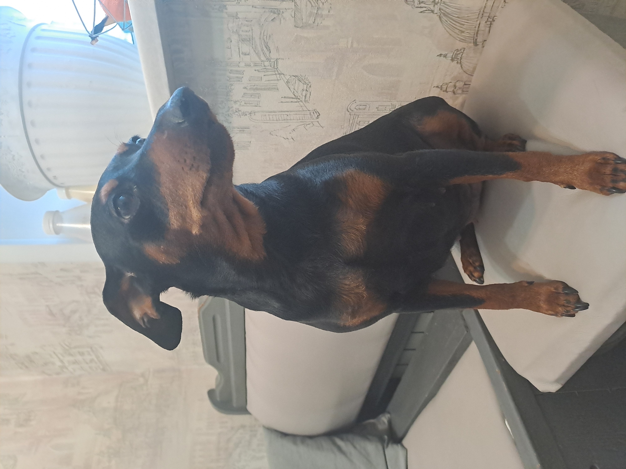 A black and brown miniature pinscher dog is lying on a white cushion, likely part of a couch or chair. The dog is oriented lengthwise in the frame with its head tilted upwards and to the left. The dog is positioned indoors. The background includes a patterned wall and a white floor lamp. The exact location in Elektrostal, Russia cannot be determined from the image alone.