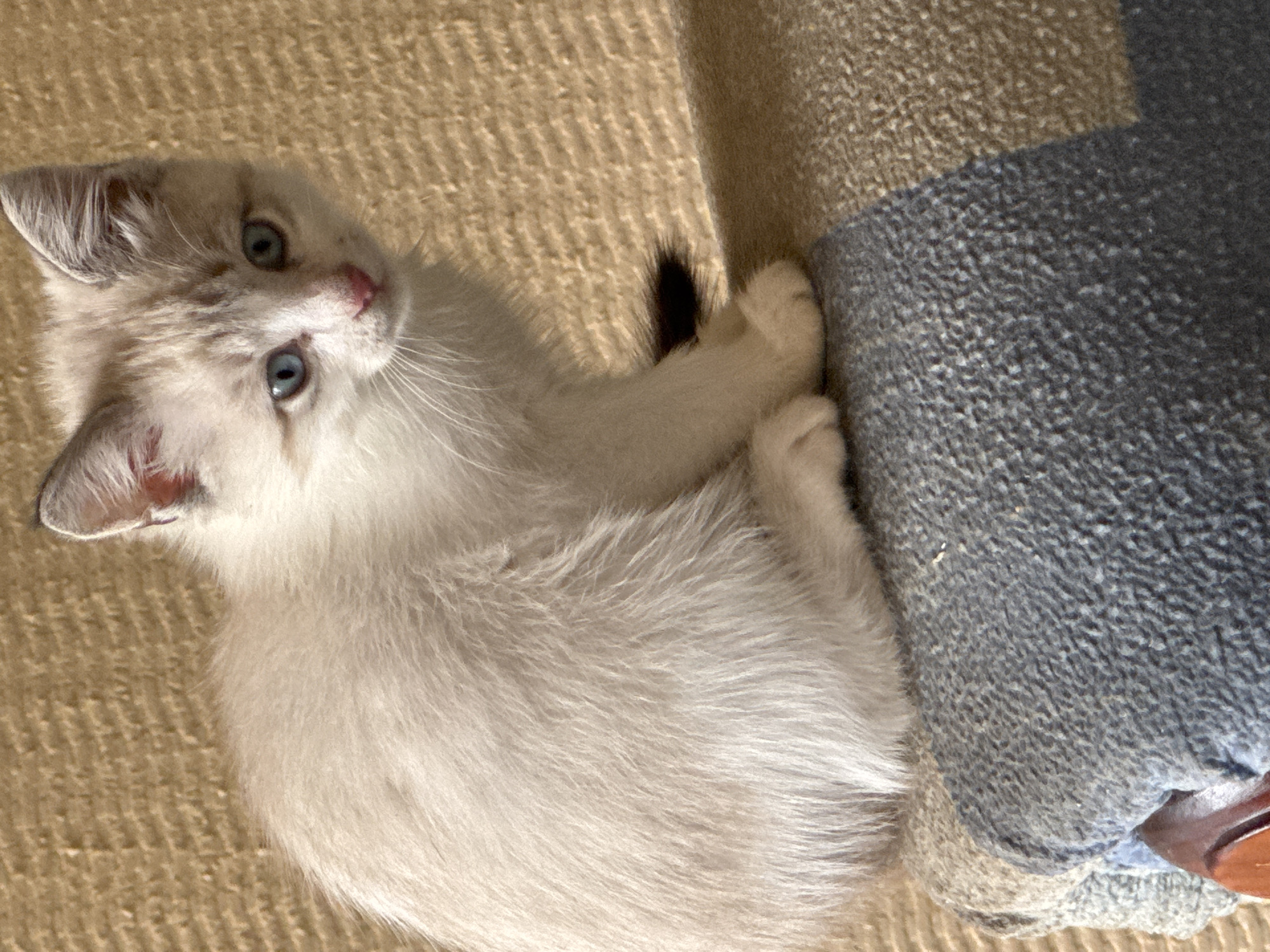 A light-colored kitten with blue eyes sits on a patterned blanket. The kitten's fur is fluffy and light beige with subtle darker markings on its face and ears. Its eyes are a striking bright blue, and its nose is a light pink. The blanket it is sitting on has stripes of blue and tan. The background is a textured tan surface. The scene is likely indoors, and the overall impression is one of domestic tranquility. This image was taken in Zaokskiy, Russia.