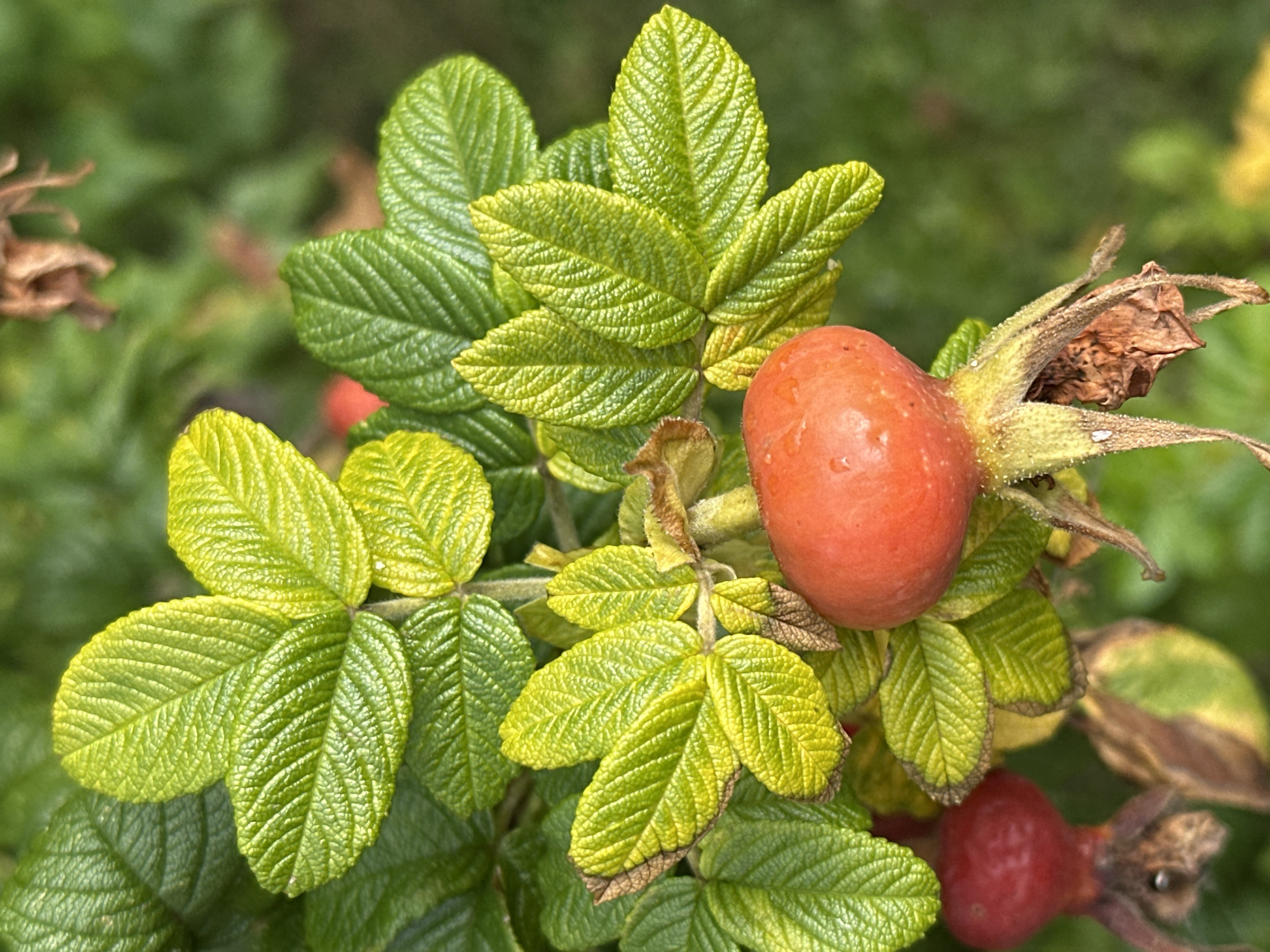 A close-up, top-down view of rose hips and their leaves on a plant. The rose hips are oval-shaped and bright orange-red. The leaves are serrated and have a textured surface, with some appearing a vibrant green and others a lighter, yellowish-green. The background is a blur of green foliage. The image does not contain any information about the city of Podolsk, Russia.