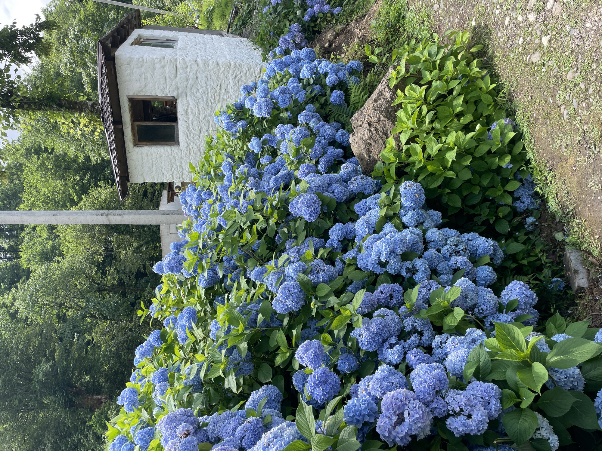 A full, vertical outdoor shot shows a dense cluster of vibrant blue hydrangeas in bloom, spilling over a rocky embankment in the foreground. Behind the hydrangeas, a small, white, stucco-covered structure with a dark, shingled roof and two windows is visible. A tree grows from behind the structure, with its branches extending towards the right. The background consists of a dense, green forest with a cloudy sky overhead. A dirt path with scattered rocks runs along the bottom right of the frame. This scene is located in Tqwarchal, Abkhazia.