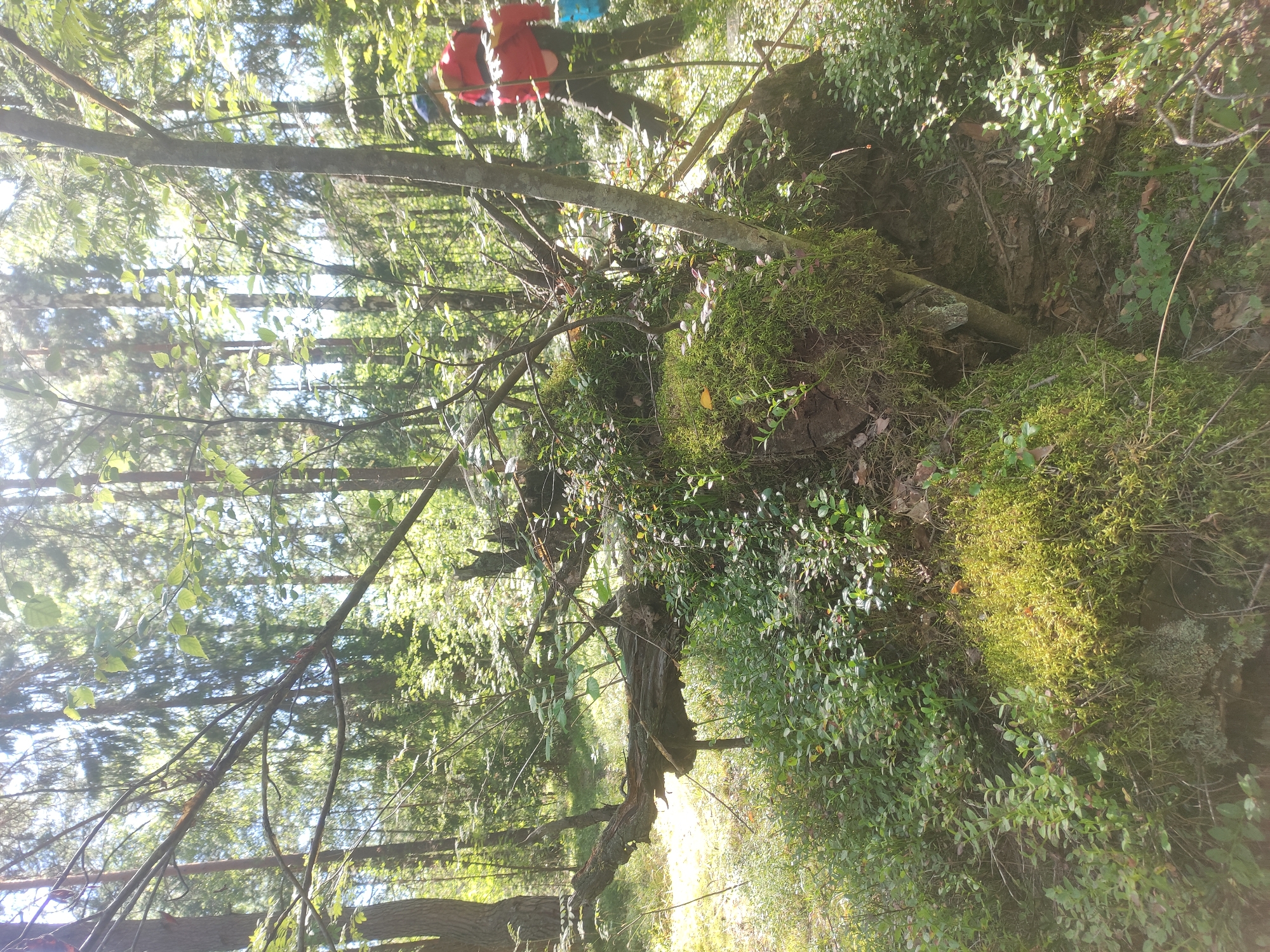 The image depicts a forest scene, likely within the Верамейскі сельскі Савет region of Belarus. The foreground is dominated by a large, fallen tree trunk covered in moss and small green plants. Several other fallen branches and a dense undergrowth of foliage are visible. Sunlight filters through the canopy of tall trees, casting dappled light on the forest floor. In the background, a person wearing a red jacket and dark pants, with a backpack, is walking away from the camera. The person appears to be engaged in an outdoor activity, possibly hiking or foraging. The environment suggests a natural, undeveloped area.