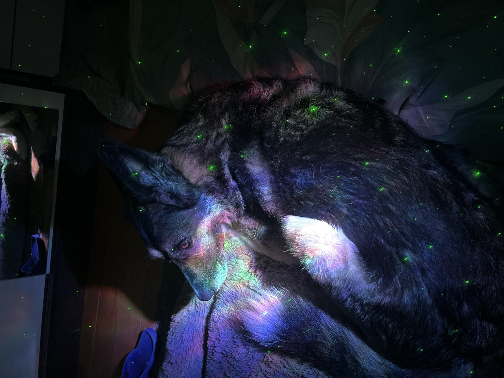 A dog is lying on a textured blanket or rug, appearing to be resting or sleeping. The dog is mostly black and gray, with some white fur visible. The animal is illuminated with multi-colored lights, primarily blue, purple, and green, creating a vibrant spectrum across its fur and the surrounding blanket. Small green dots are scattered throughout the scene, giving the impression of a starry night or specks of light. The background includes a wooden floor, a closet, and a patterned cloth, which are all dimly lit, contributing to the overall dark atmosphere. There are blue slippers near the dog. The dog appears to be indoors. Nizhny Tagil is not discernible from the image.