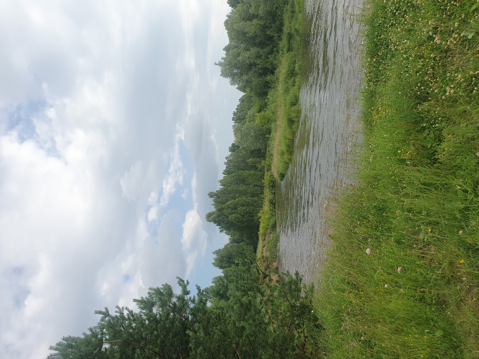 The image depicts a natural landscape with a river in the foreground. On the left side of the image, a tall pine tree with green needles is prominent. The river flows from the background towards the foreground, with its surface rippling. The riverbanks are lined with lush green grass and various wildflowers, including pink and white blossoms. In the background, a dense forest of deciduous trees stretches across the horizon under a cloudy sky. The overall scene is tranquil and suggests a rural or wilderness setting. The image is a photograph taken outdoors on a cloudy day.