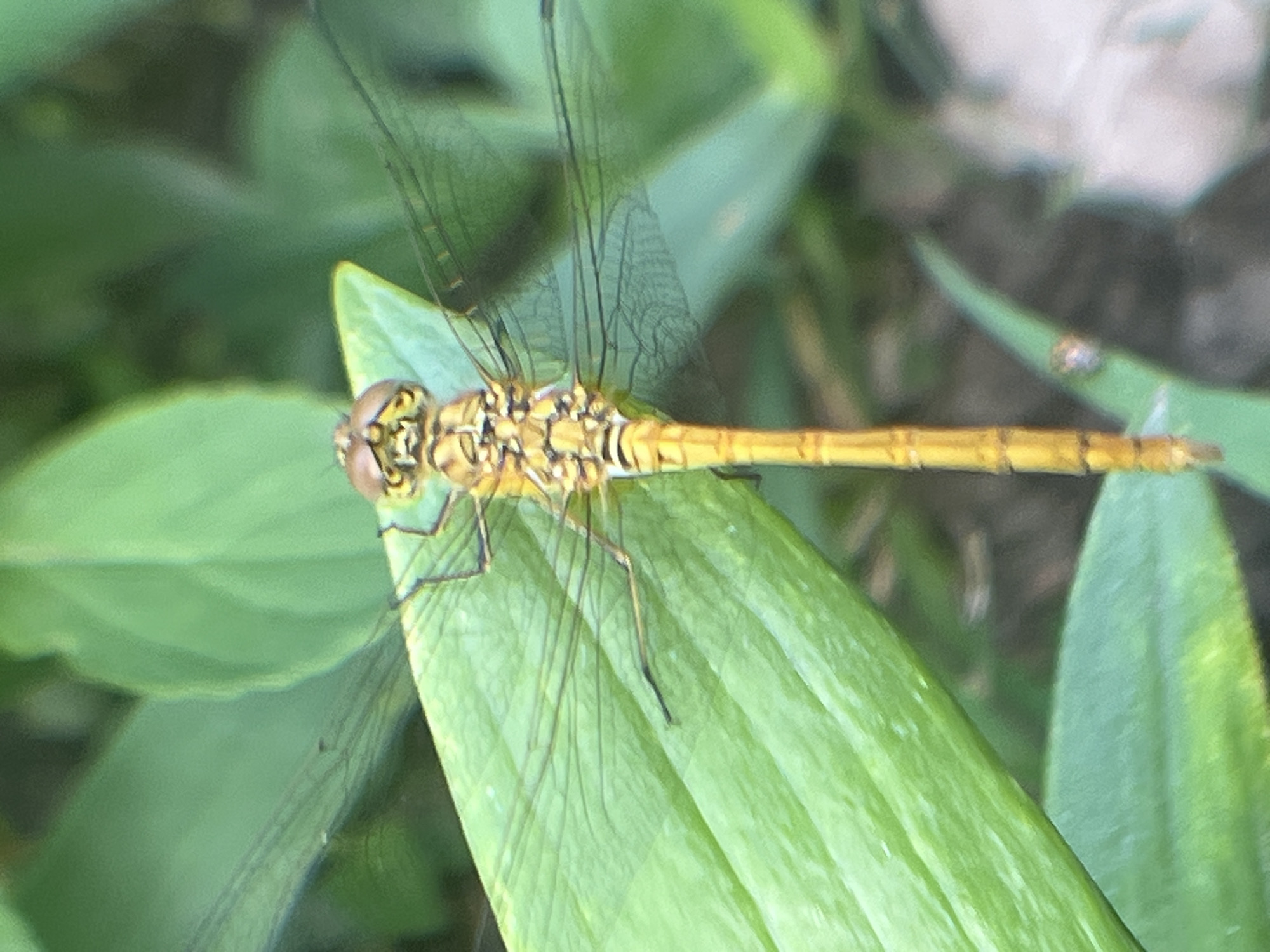 A close-up, top-down shot features a yellow dragonfly with dark markings resting on a bright green leaf. The dragonfly's body is segmented and slender, with translucent wings outstretched. Its large, compound eyes are prominent on its head. The background is blurred, with hints of other green foliage and dark earth, suggesting an outdoor, natural setting. There is no visible indication of the city of Krasnyye Barrikady, Russia in this image.