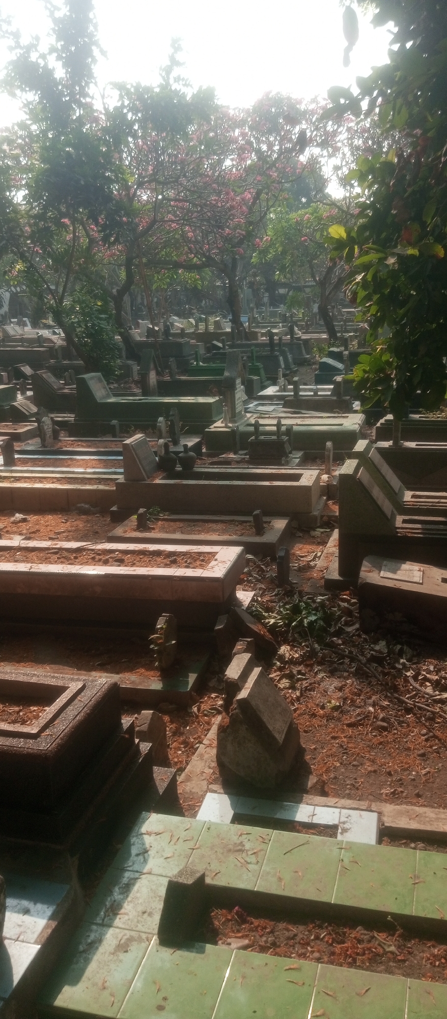 The image depicts a cemetery in Kediri City, Indonesia, characterized by numerous gravestones and burial plots. The gravestones vary in size and design, with some appearing to be concrete structures and others made of stone, many of which are rectangular with sloping tops. The ground is covered with dry leaves, soil, and some scattered debris, suggesting it might be an outdoor environment. Trees with green foliage and some with pink flowers are visible in the background, creating a somewhat shaded atmosphere. Sunlight filters through the leaves, casting shadows on the gravestones. The overall impression is one of a well-established and densely populated burial ground.