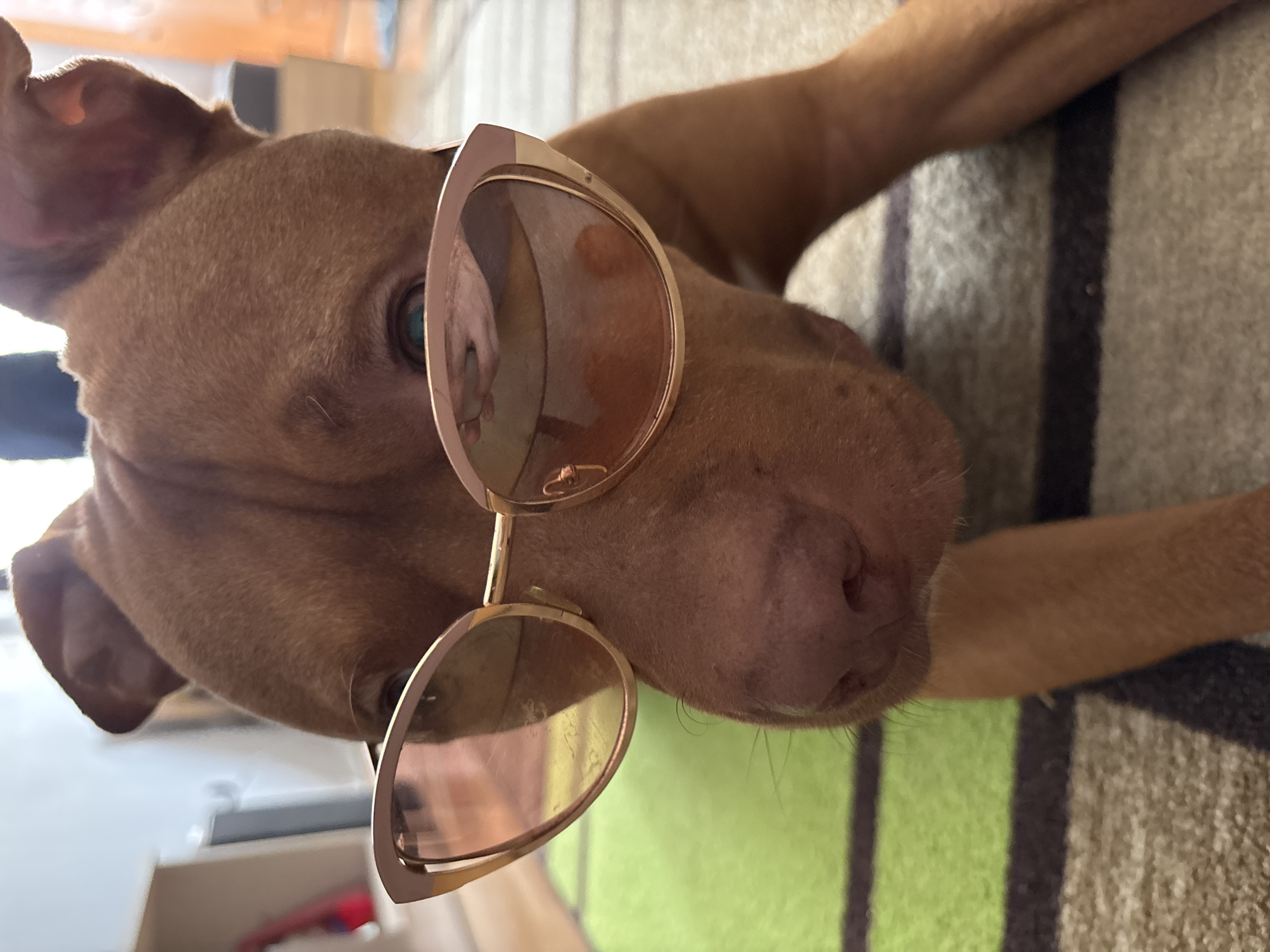A close-up, rotated shot features a reddish-brown dog, likely a Pit Bull or similar short-haired breed, lying down indoors. The dog's head and upper body are visible, with its face angled slightly to the right. It is wearing a pair of fashionable gold-framed, cat-eye sunglasses with reflective rose-tinted lenses. A hint of one of the dog's light blue-green eyes can be seen behind the left lens, and its pinkish nose is also visible. The dog's fur is short and sleek. The background consists of a striped blanket or rug with broad sections of light green, beige, and dark grey. Natural daylight illuminates the scene, suggesting a daytime setting. The image conveys a playful and endearing mood. There is no visible text in the image, nor are there any specific visual cues to indicate the location as Sofia, Bulgaria.