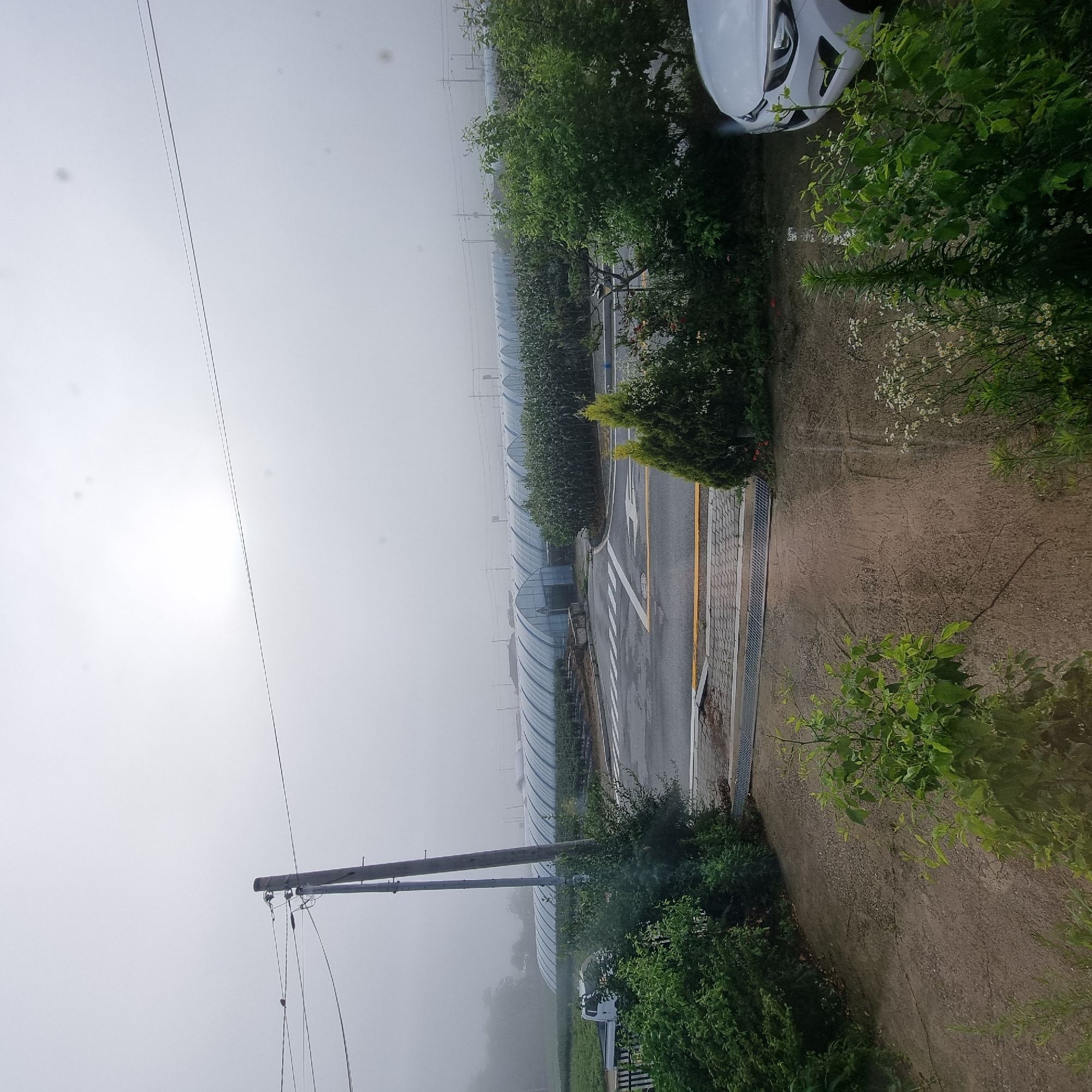 This image depicts a rural scene on a foggy day in Dunnae-myeon, South Korea. In the background, a long row of arched greenhouses, likely used for agriculture, stretches across the landscape. A paved road with pedestrian crossing lines runs in front of the greenhouses. A white truck is parked to the left of the road, partially obscured by greenery. Electrical poles and wires are visible in the midground, one of which is in the foreground on the left. Lush green bushes and trees surround the immediate foreground, with some smaller flowering plants present. A white car is partially visible on the right side of the frame. The sky is overcast and hazy, characteristic of fog. The ground in the foreground appears to be a mixture of dirt and gravel, with some cracks visible. A metal grate or drain is present near the road.