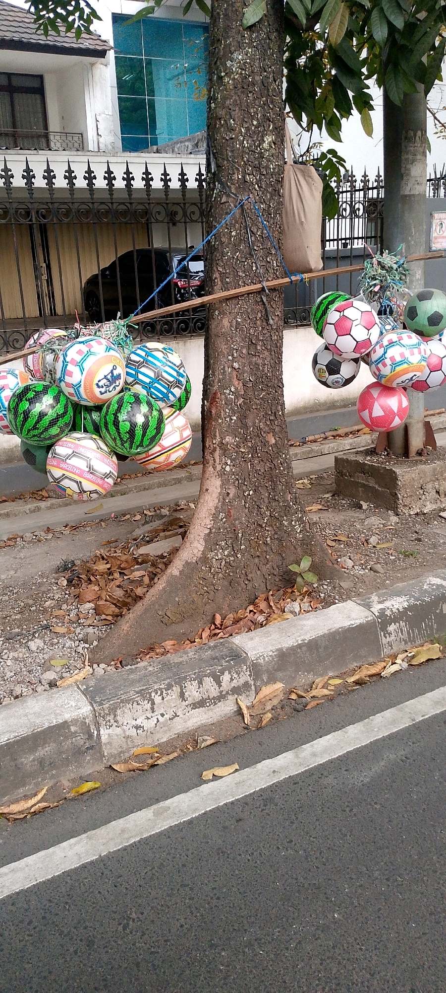 In Bandung City, Indonesia, a tree stands on a sidewalk next to a road. The tree trunk is rough and brown, with a few green leaves at the top. It is adorned with several colorful soccer balls hanging from a wooden bar that is tied to the trunk. These balls are of various designs, some with traditional black and white patterns, while others feature vibrant colors and unique graphics, including some that resemble watermelons. A beige cloth bag is also tied to the tree. The sidewalk is made of concrete and gravel, with fallen brown leaves scattered around the base of the tree. Behind the tree, a black car is visible parked behind a decorative metal fence. The environment suggests an urban setting, possibly a street or a residential area.