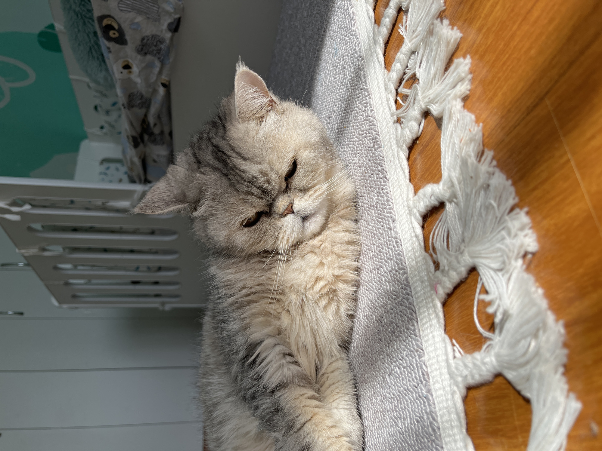 A silver tabby cat with amber eyes rests on a gray rug with white fringe. The rug lies on a wooden floor. The cat is positioned near a white, slatted structure. To the left, a partially visible shelf with items covered in patterned fabric. The scene appears to be indoors. There is no information available to suggest the location is in Chaikovsky, Russia.