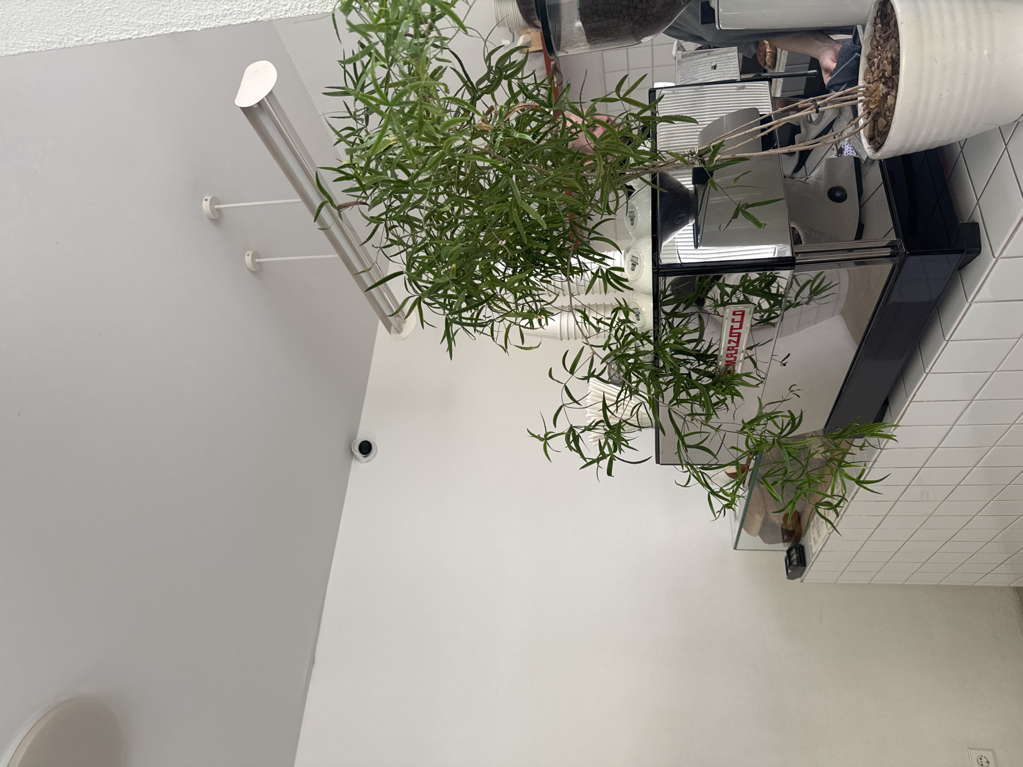 The image shows an indoor scene, likely a coffee shop in Moscow, Russia, indicated by the presence of a Marzocco espresso machine (with lettering visible on the machine) in the background, with a white-tiled wall along the right side. A potted plant sits atop the espresso machine. To the left, the scene transitions into a white wall with a cylindrical light fixture mounted. Higher on the wall is a security camera. The plant has dense, green leaves and its branches extend widely across the image. Parts of the espresso machine are visible, including the grinder. A counter/display unit with pastries is situated further along the wall. A person's arm and sleeve are faintly visible in the reflection of the espresso machine.
