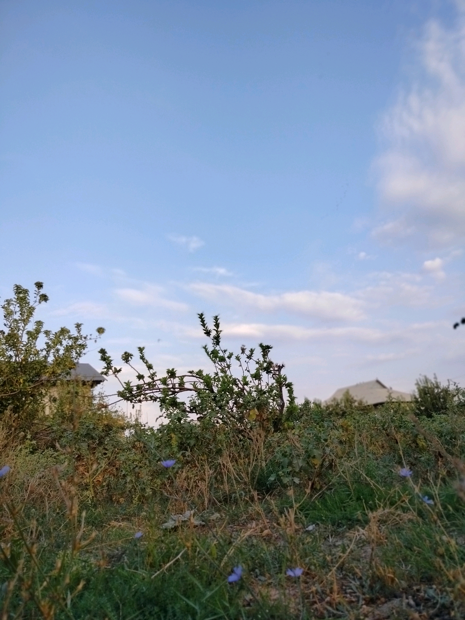 A low-angle, natural light outdoor photograph shows a landscape scene with a clear blue sky and some scattered white clouds. In the foreground, tall dry grass and green vegetation are visible, with several small purple flowers scattered among the grass. There are also branches of bushes and trees with green leaves in the mid-ground. Behind the vegetation, glimpses of buildings with grey roofs can be seen, suggesting a semi-rural or residential area. The overall impression is one of a serene, possibly early evening or late afternoon, setting in a location that could be on the outskirts of the city of Kölkent, Kazakhstan. There are no people or discernible actions taking place in the image.